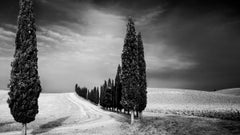 Zypressenbäume Avenue Panorama Toskana Schwarz-Weiß-Fotografie der bildenden Kunst Landschaftsfotografie