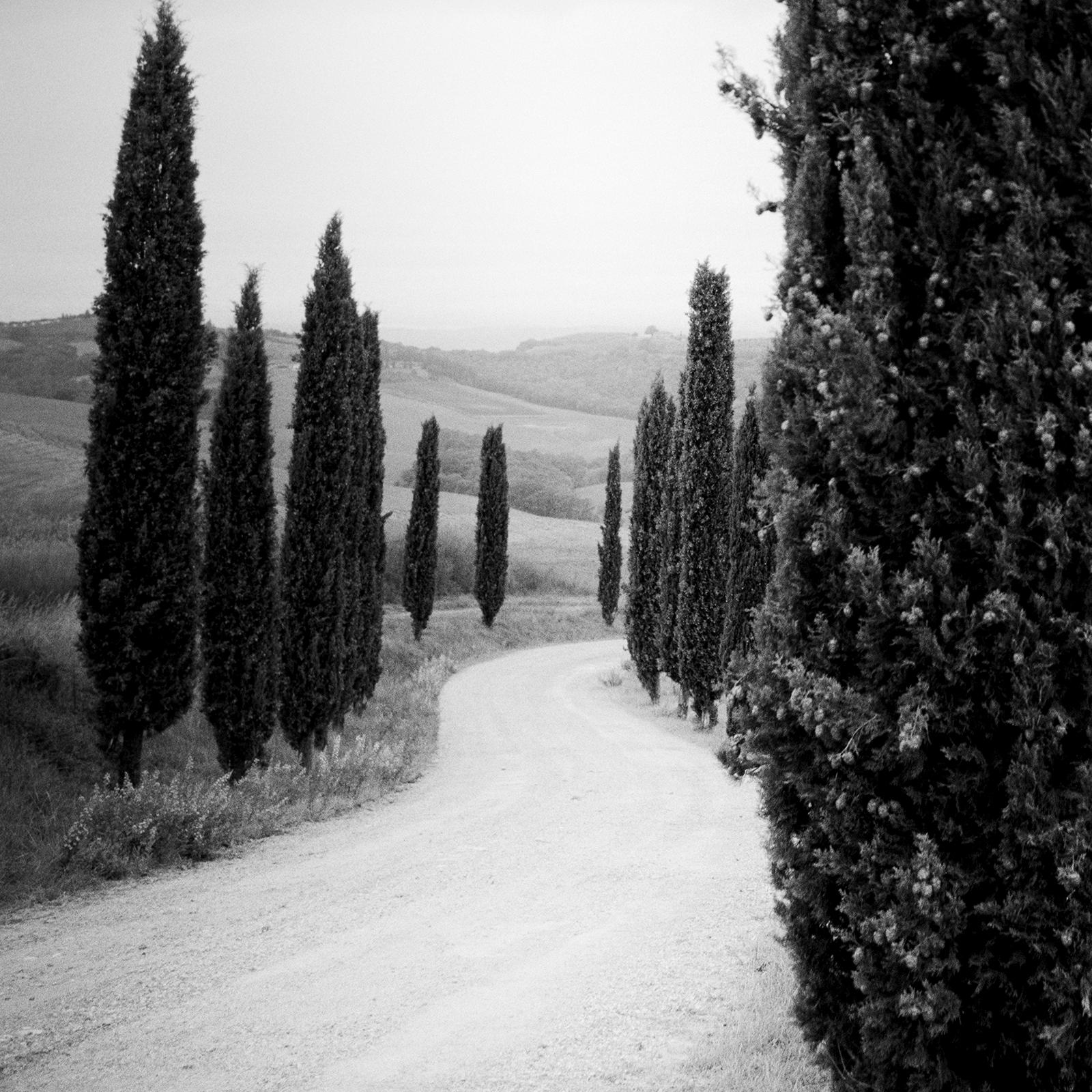 Zypressenbäume, Avenue, Toskana, Schwarz-Weiß-Fotografie, Landschaft im Angebot 5