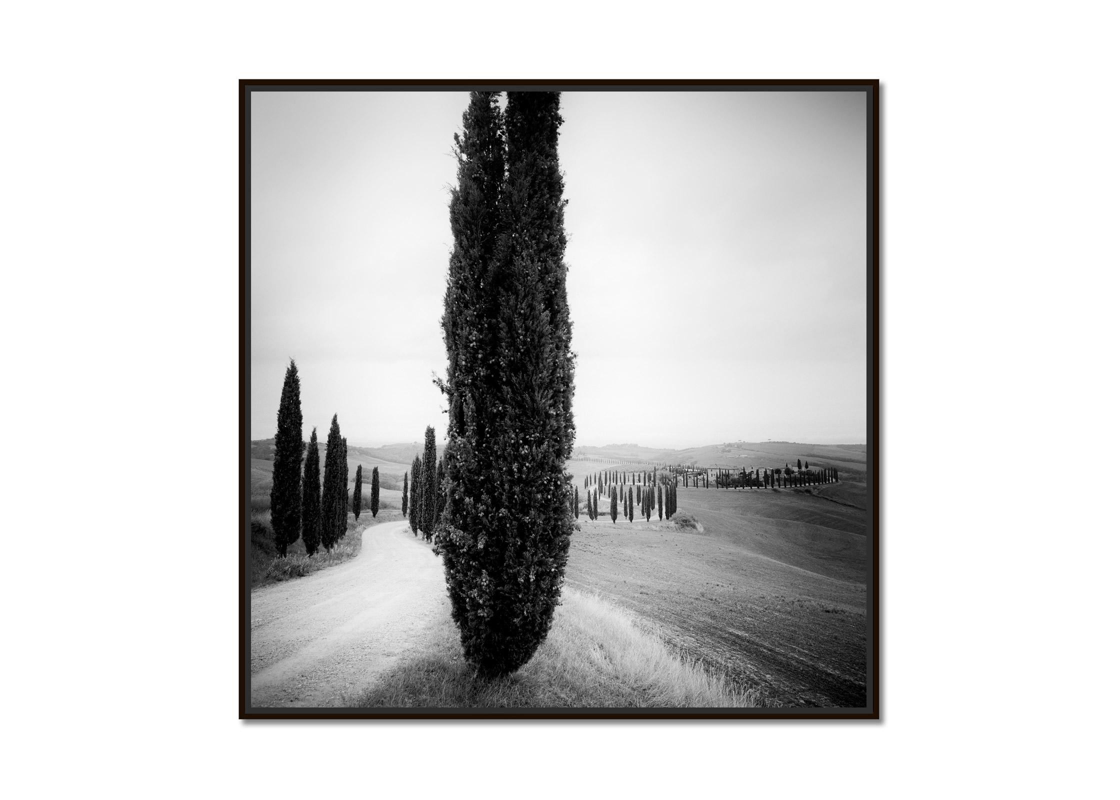 Zypressenbäume, Avenue, Toskana, Schwarz-Weiß-Fotografie, Landschaft – Photograph von Gerald Berghammer