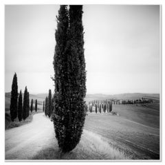 Cypress Trees, Avenue, Tuscany, black and white fine art photography, landscape