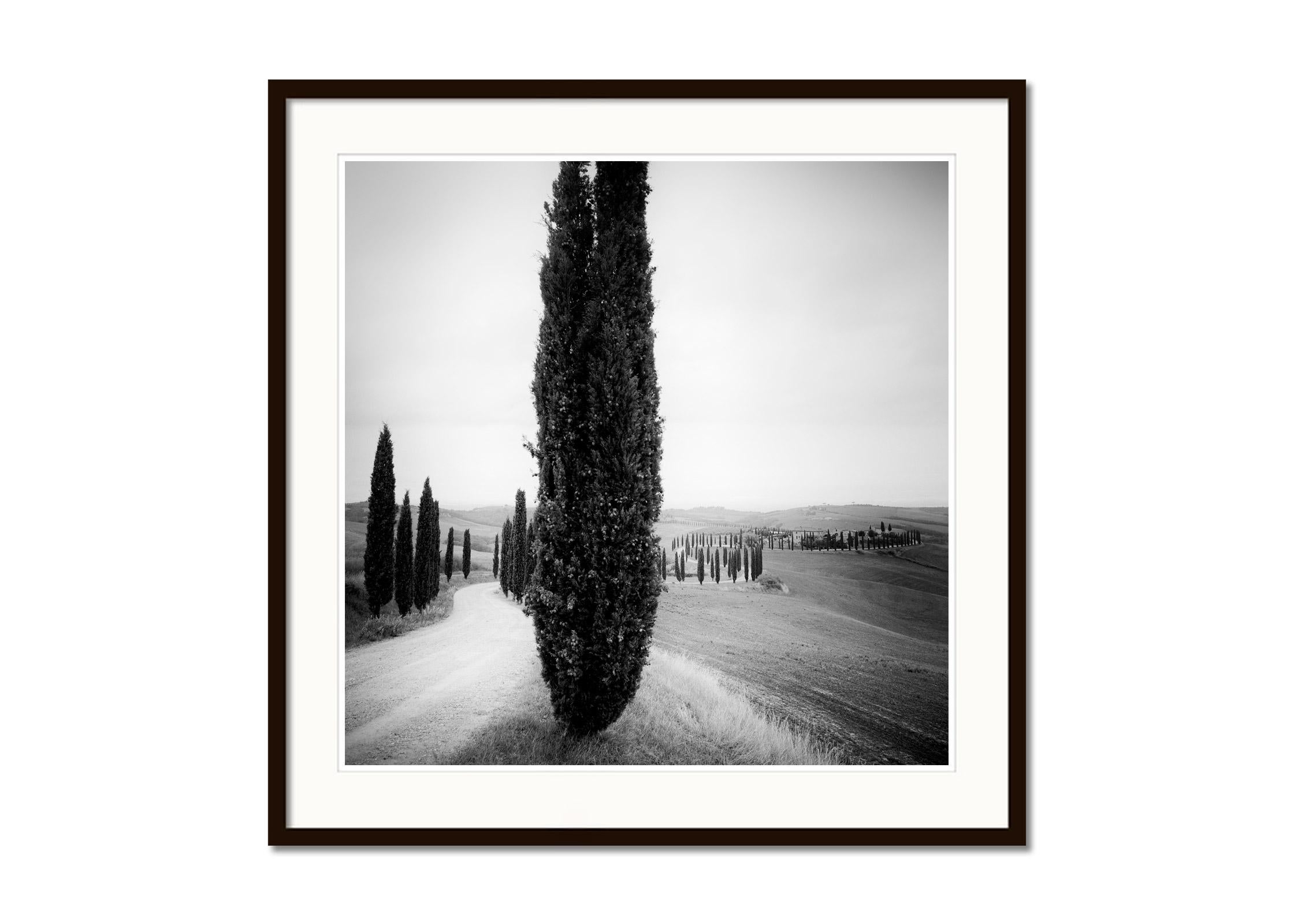 Zypressenbäume, Avenue, Toskana, Schwarz-Weiß-Fotografie, Landschaft (Grau), Landscape Photograph, von Gerald Berghammer