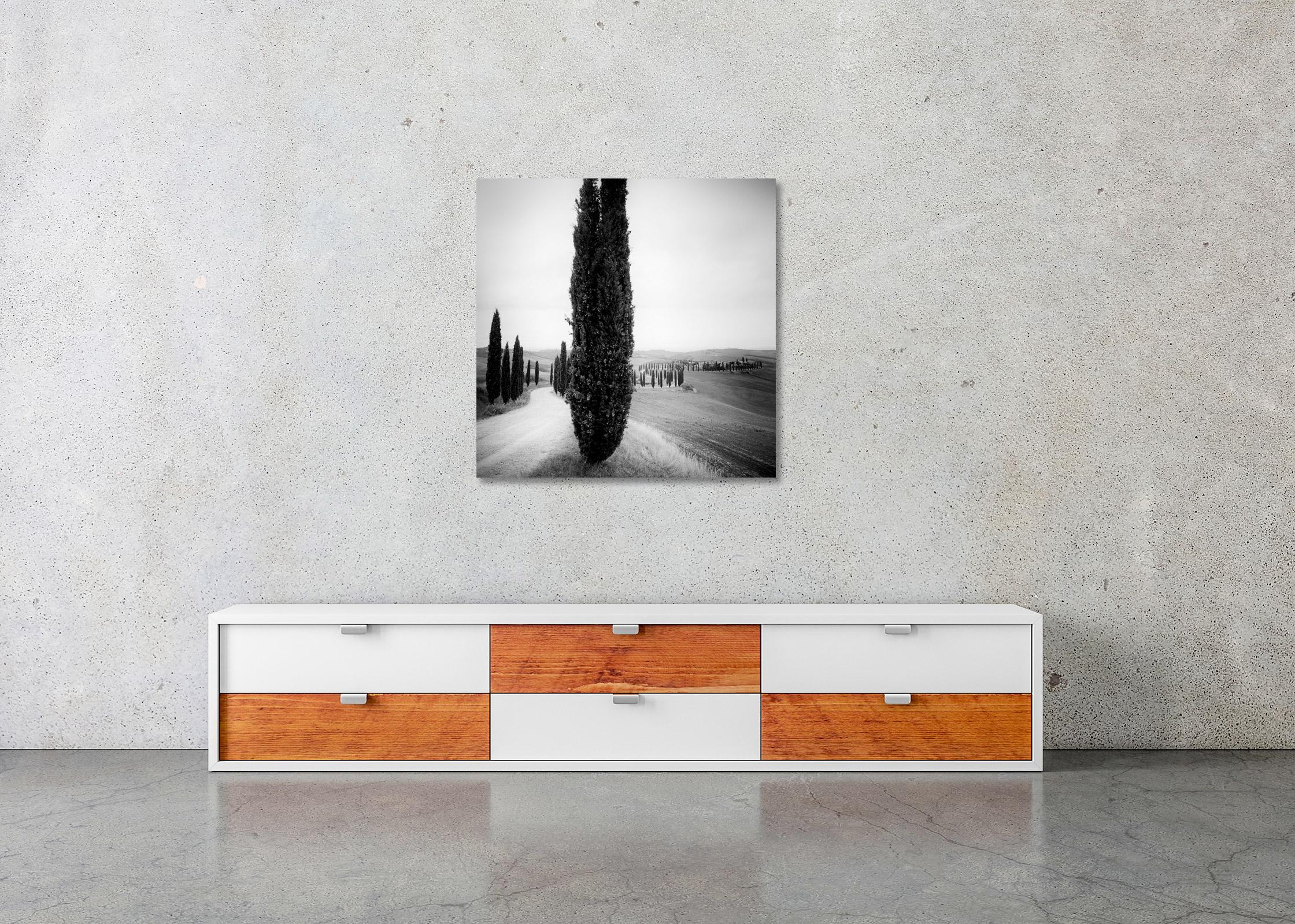 Zypressenbäume, Avenue, Toskana, Schwarz-Weiß-Fotografie, Landschaft im Angebot 2