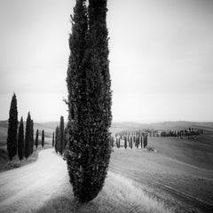 Cyprès, Avenue, Toscane, photographie d'art en noir et blanc, paysage