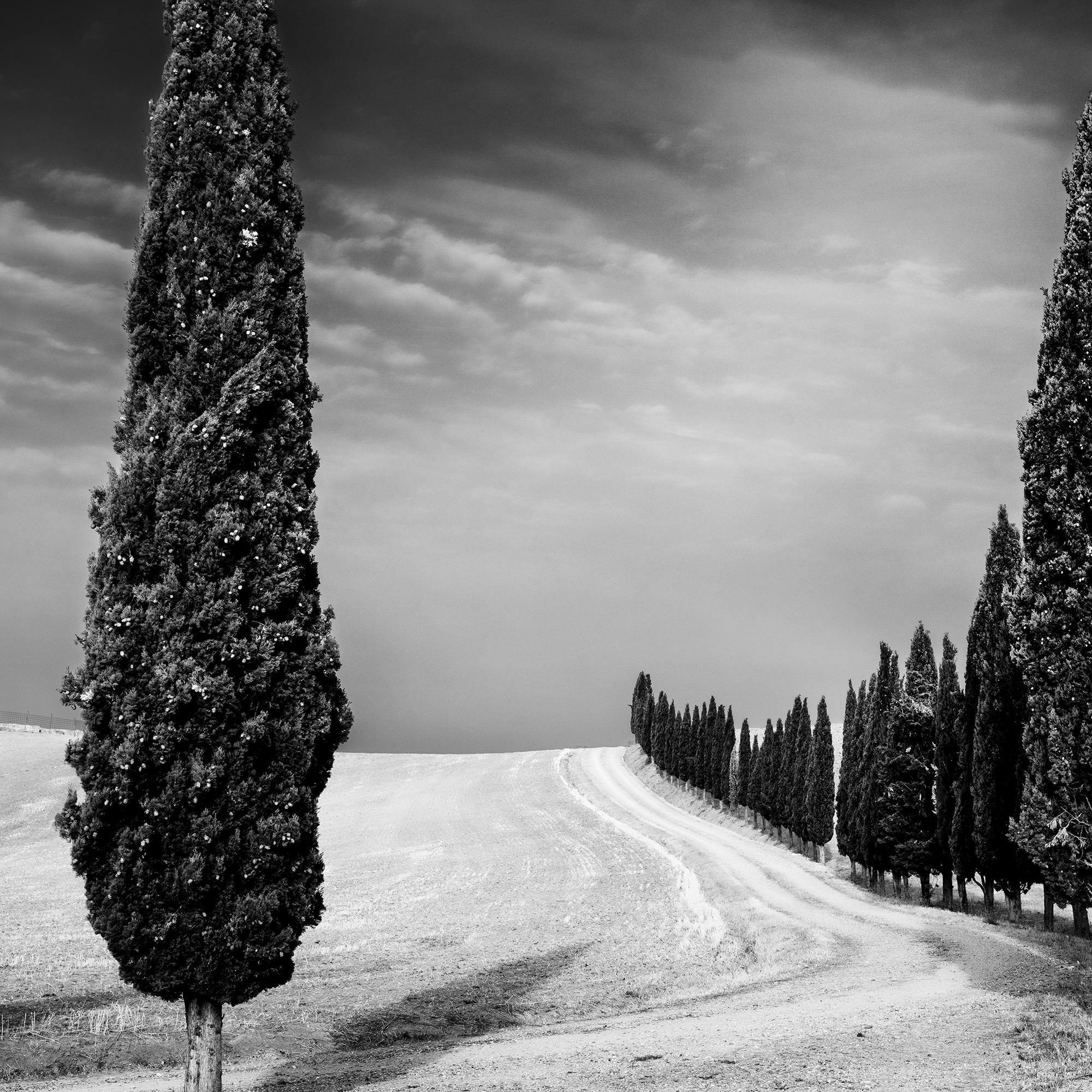 Viale dei cipressi, Toscana, fotografia in bianco e nero, paesaggio limitato in vendita 5