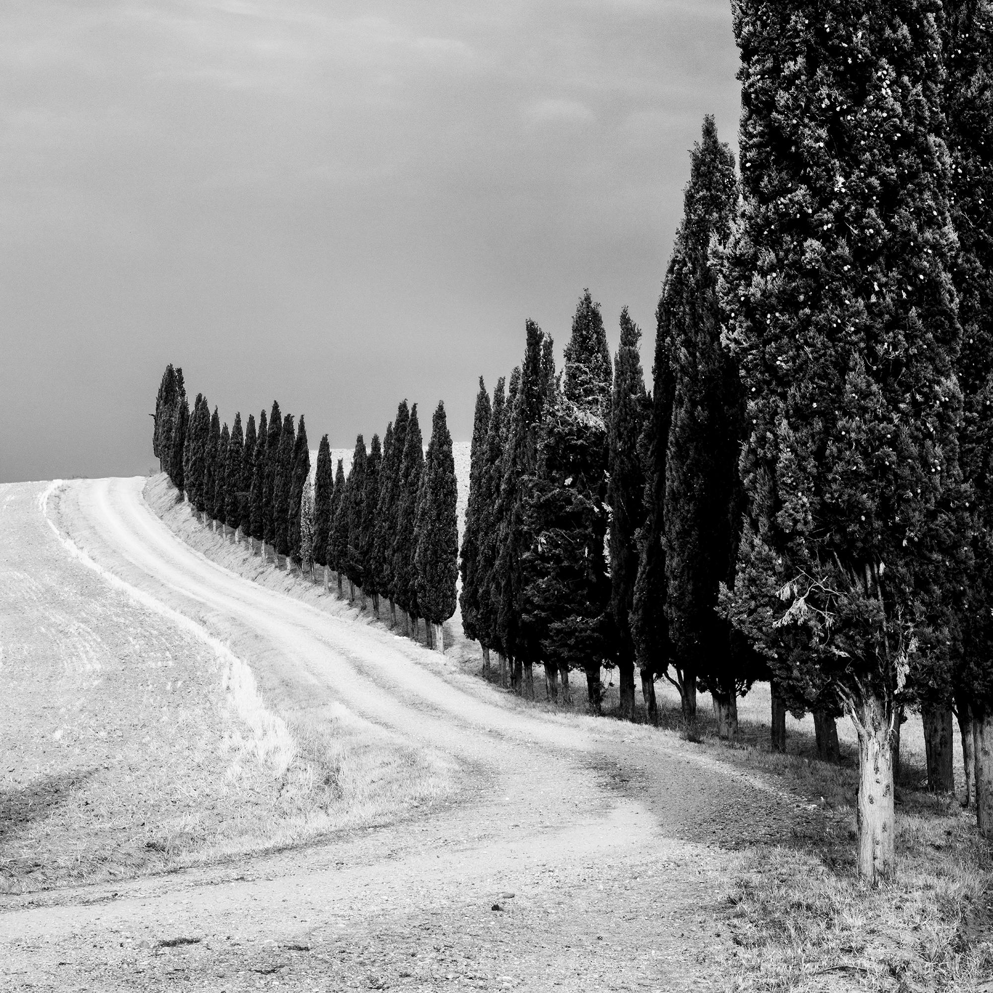 Viale dei cipressi, Toscana, fotografia in bianco e nero, paesaggio limitato in vendita 7