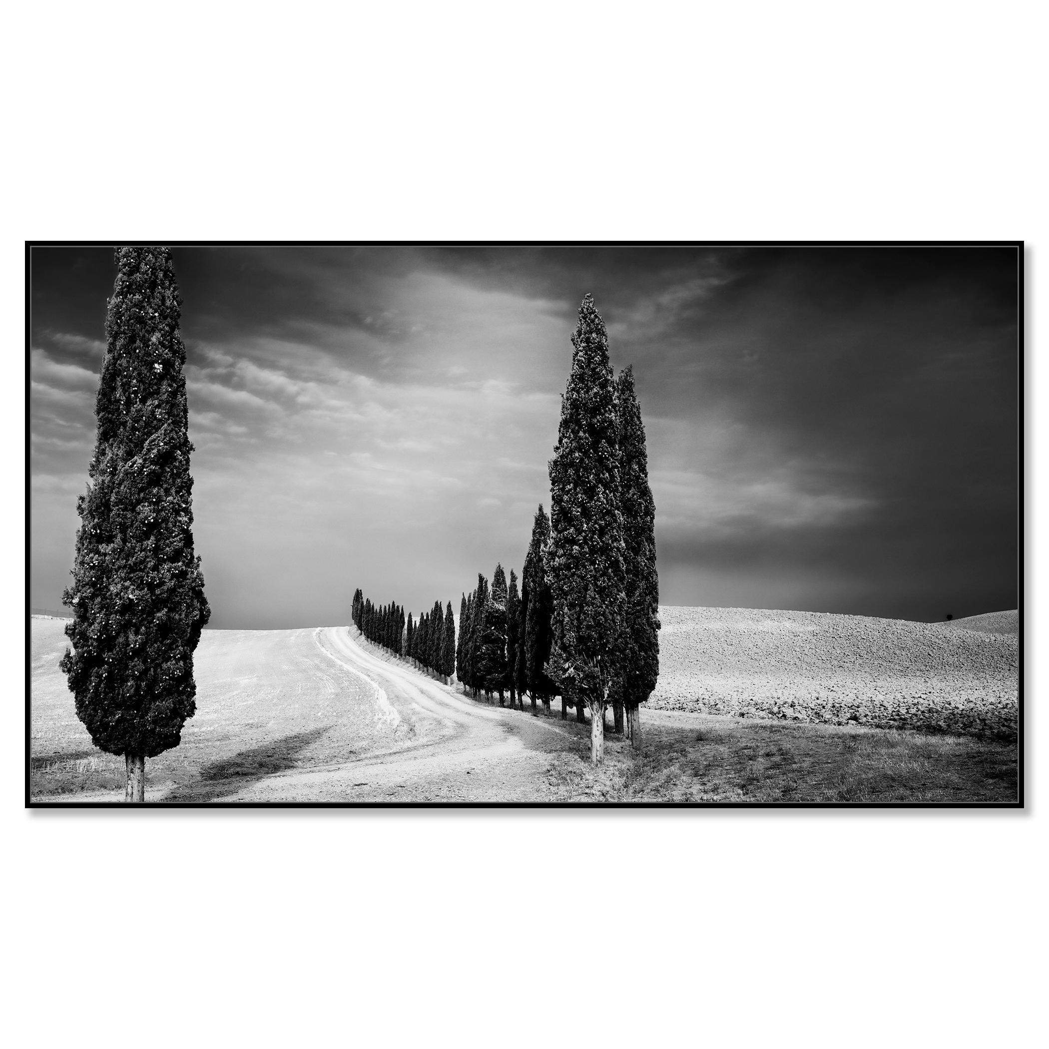 Viale dei cipressi, Toscana, fotografia in bianco e nero, paesaggio limitato - Photograph di Gerald Berghammer