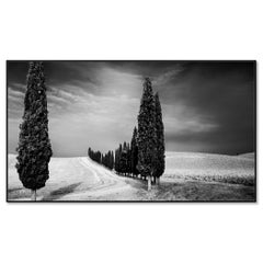 Cypress Trees Avenue, Tuscany, black and white photography limited landscape