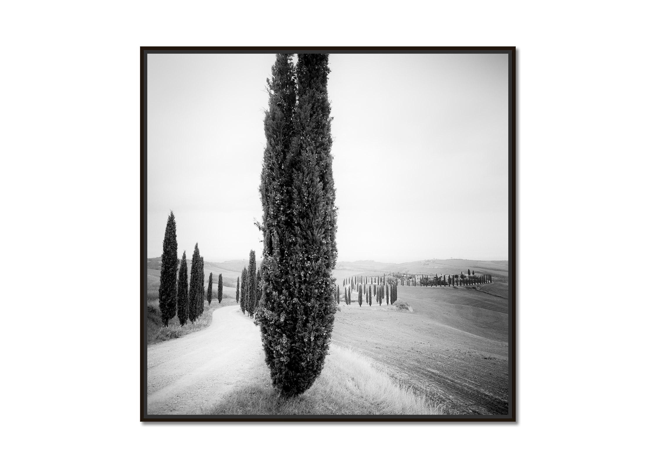 Cypress Trees, Tree Avenue, Tuscany, black and white art landscape photography - Photograph by Gerald Berghammer