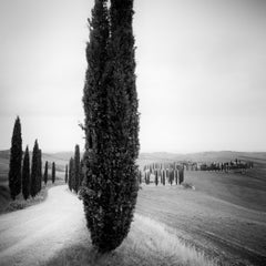 Cypress Trees, Tree Avenue, Tuscany, black and white art landscape photography