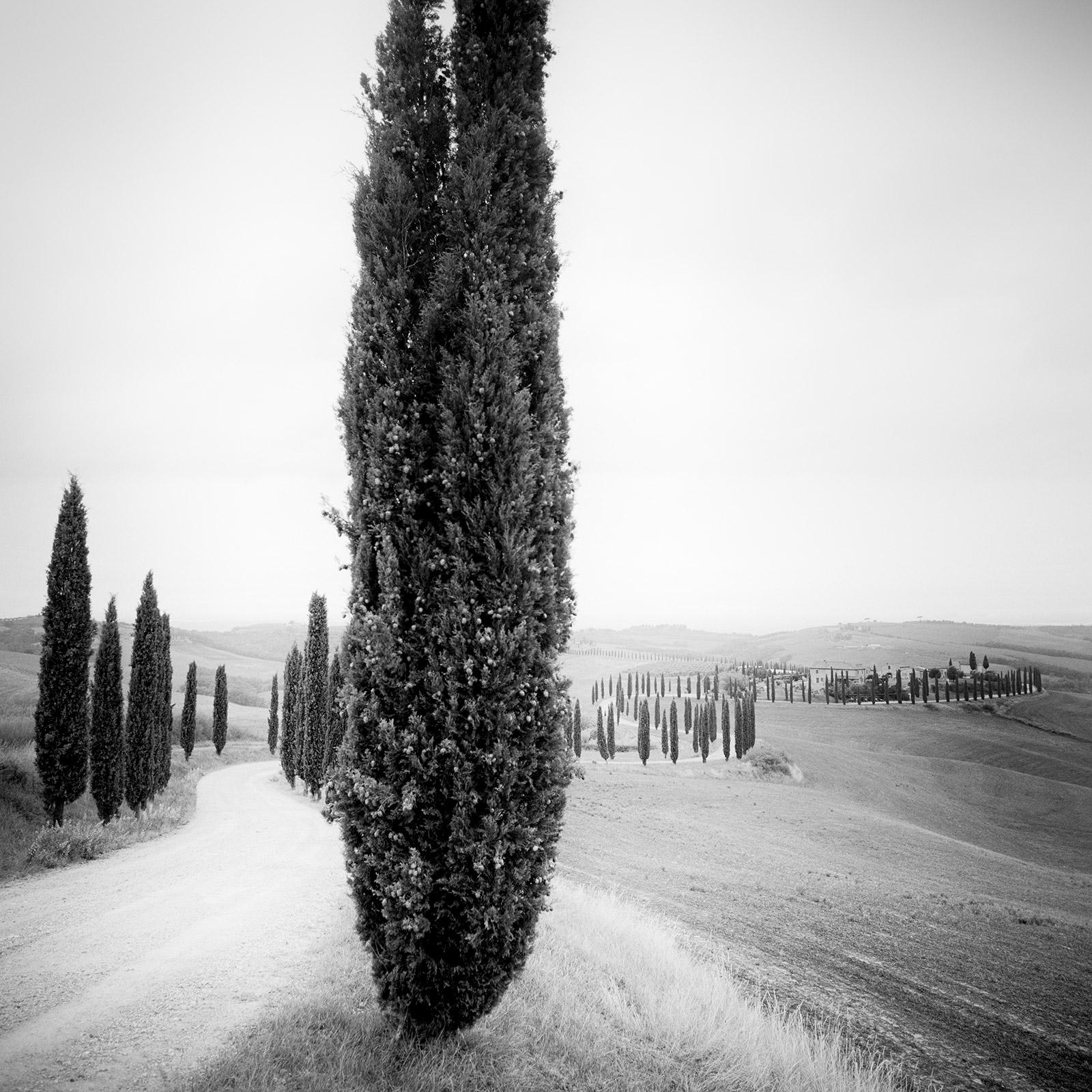 Cypress Trees, Tree Avenue, Tuscany, black and white art landscape photography