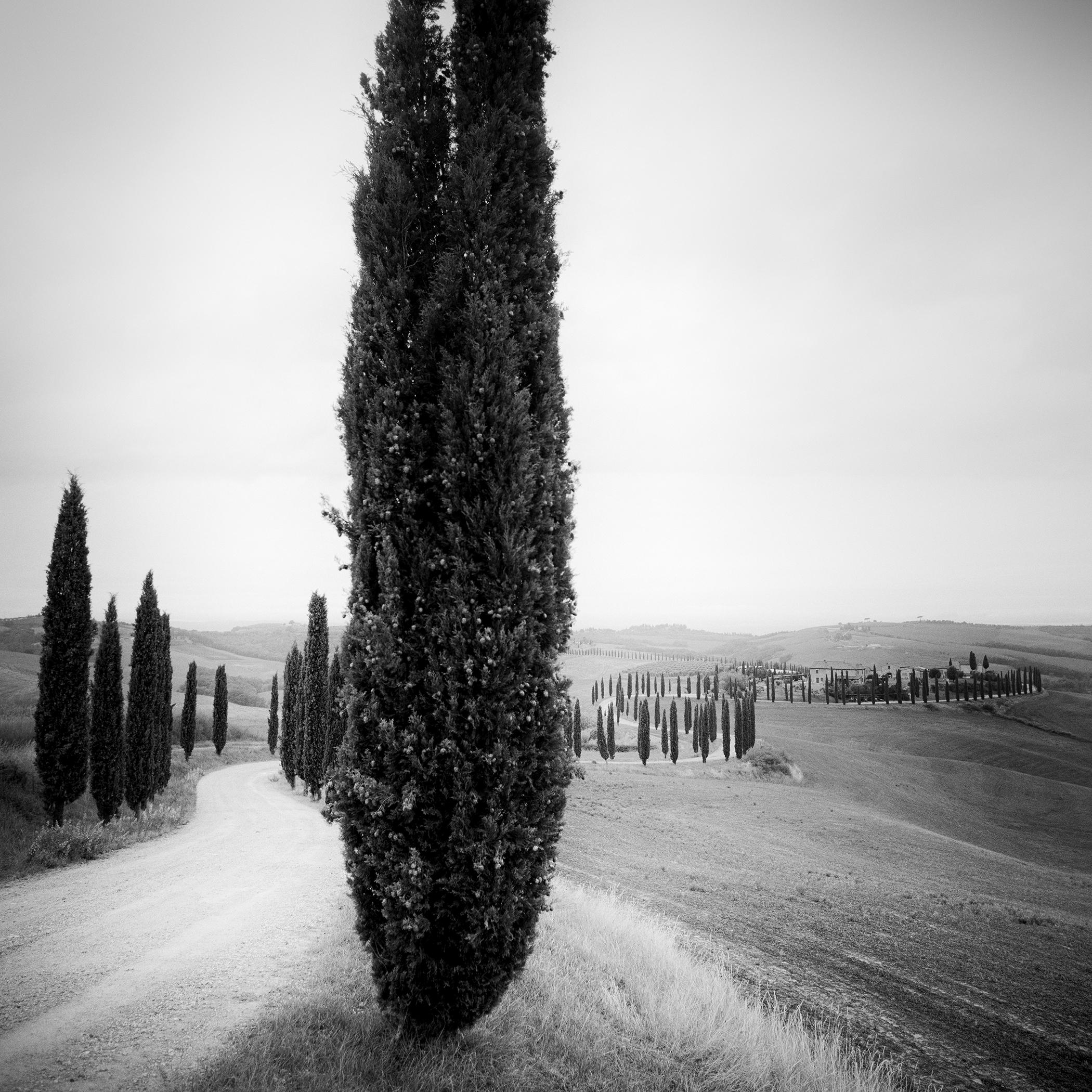 Cyprès, Avenue des arbres, Toscane, photographie de paysage en noir et blanc