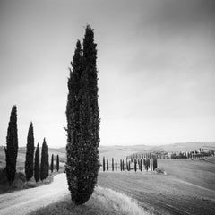 Cypress Trees Avenue Tuscany black white fine art landscape photography print