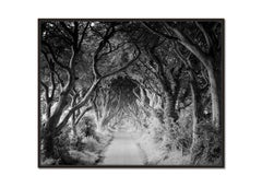 Dark Hedges, Old Beech Trees, Nature - limited signed print