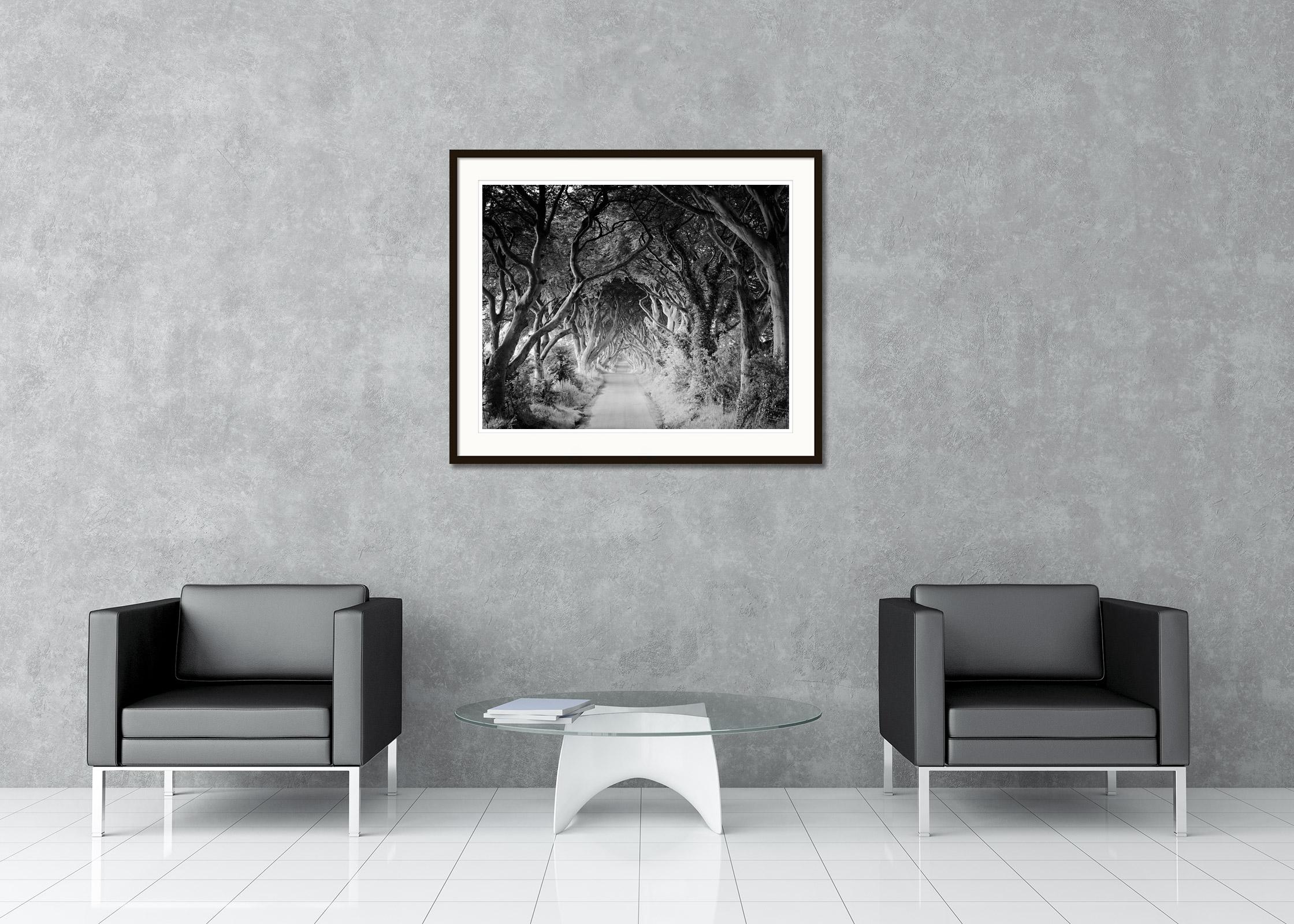 Black and White Fine Art Landscape Photography. The Dark Hedges, unique beech tree avenue in Northern Ireland, film scene from games of thrones. Archival pigment ink print, edition of 20. Signed, titled, dated and numbered by artist. Certificate of