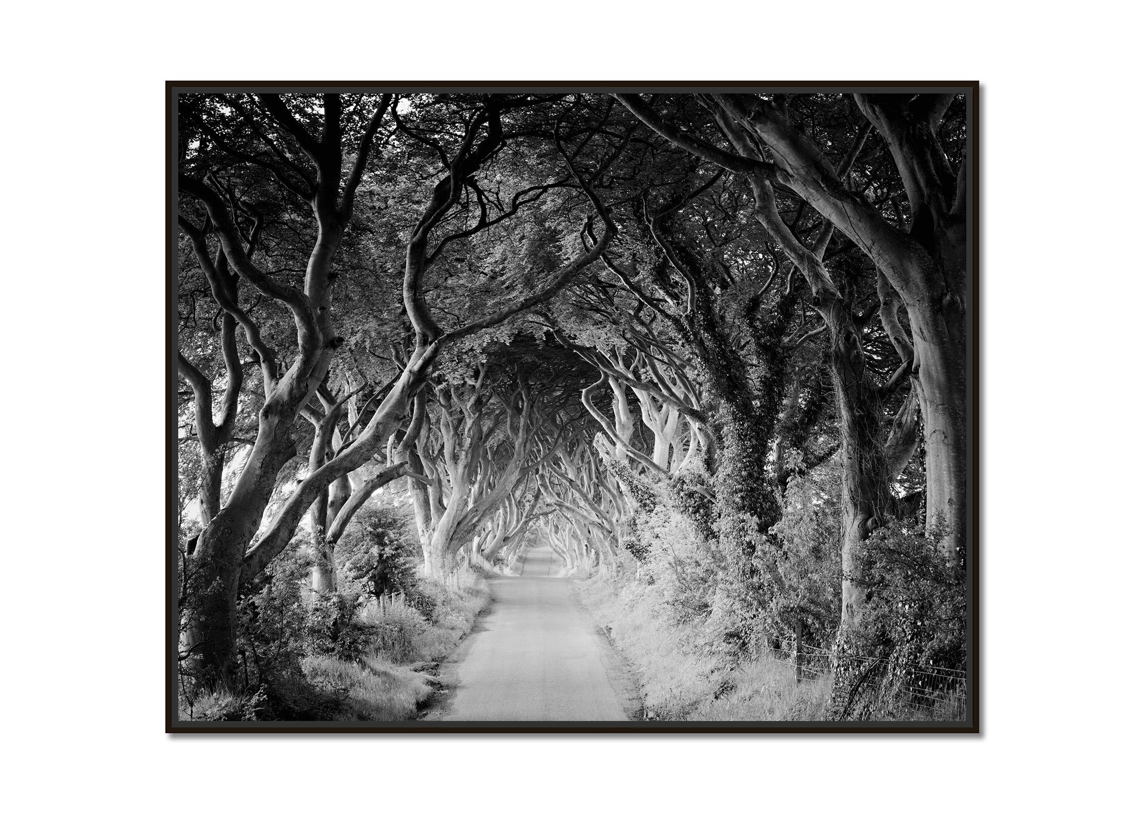 Dark Hedges, beech, trees, Ireland, black and white art landscape photography - Photograph by Gerald Berghammer