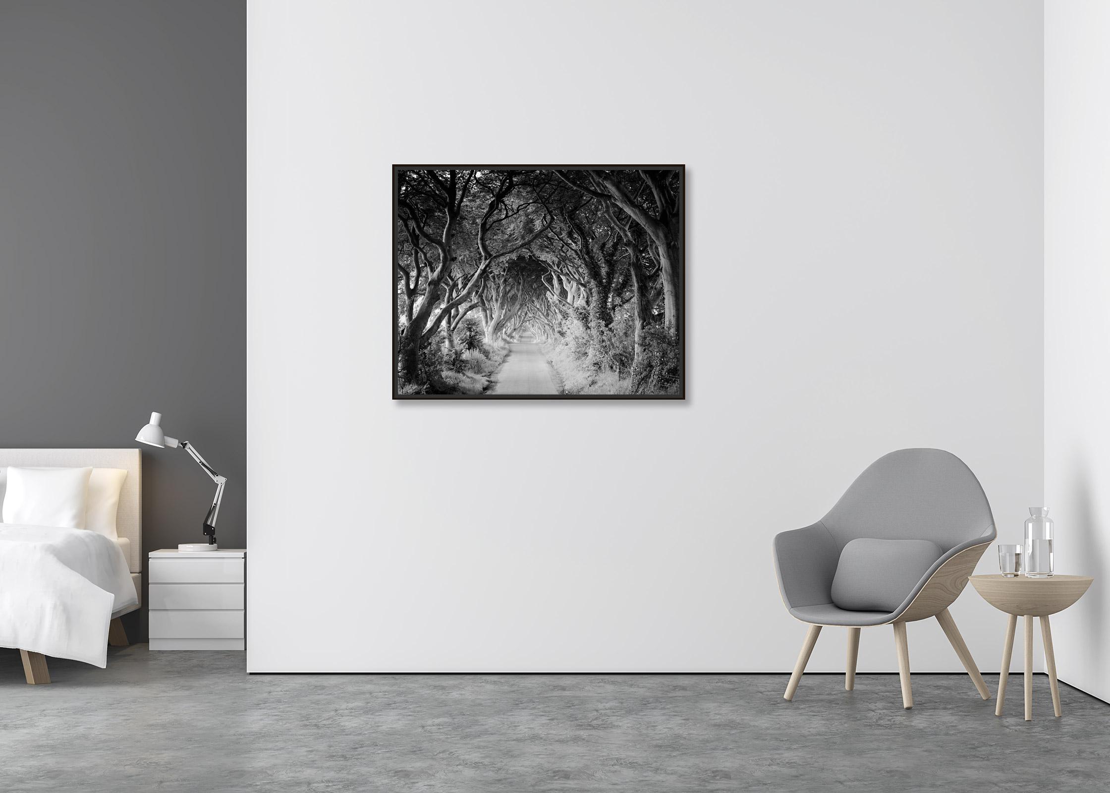 Dark Hedges, beech, trees, Ireland, black and white art landscape photography - Contemporary Photograph by Gerald Berghammer