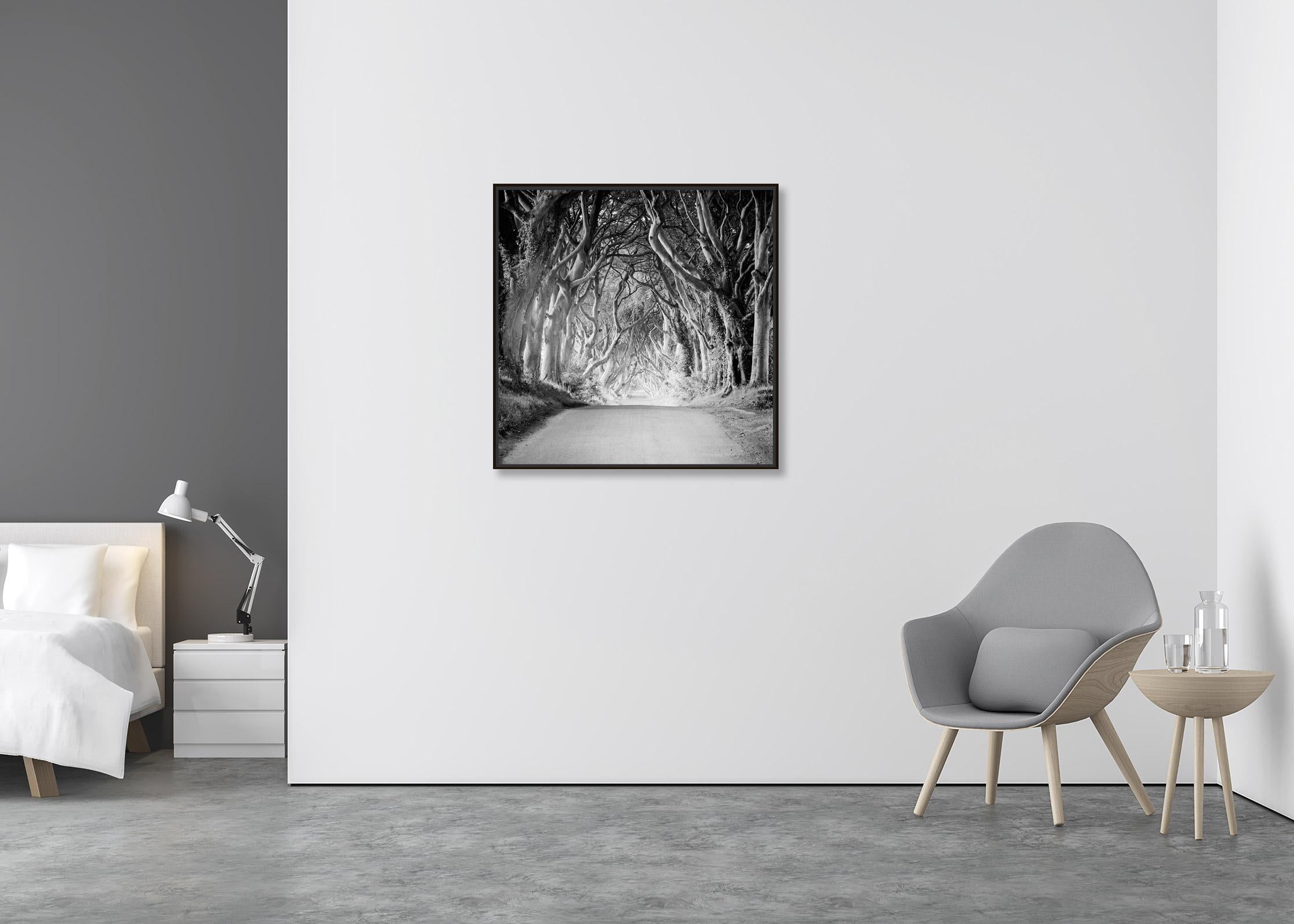 Dark Hedges, Ireland, beech tree avenue, black and white photography, 31.5x31.5