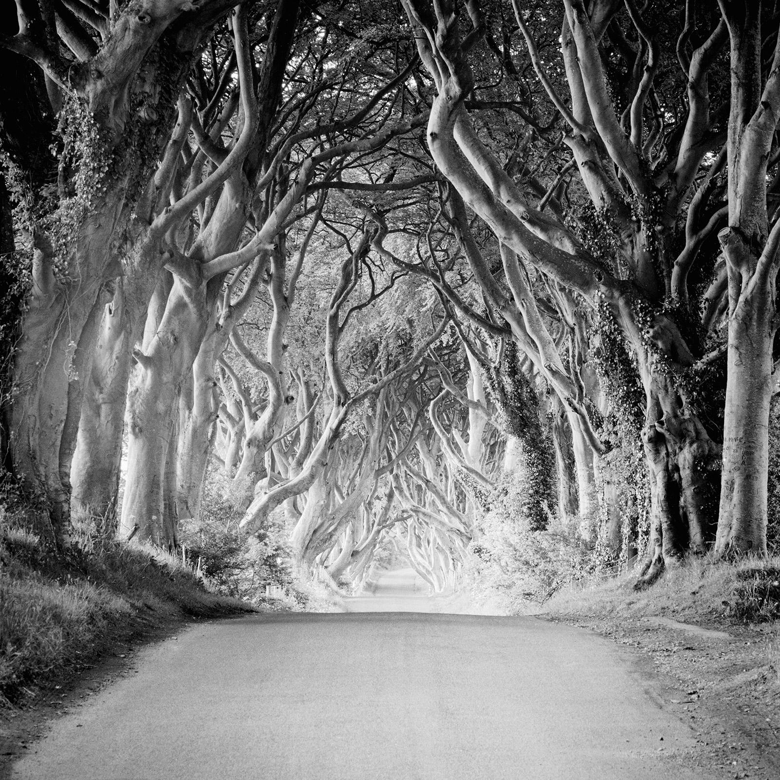 Gerald Berghammer Landscape Photograph - Dark Hedges, Ireland, beech tree avenue, black and white photography, 31.5x31.5"