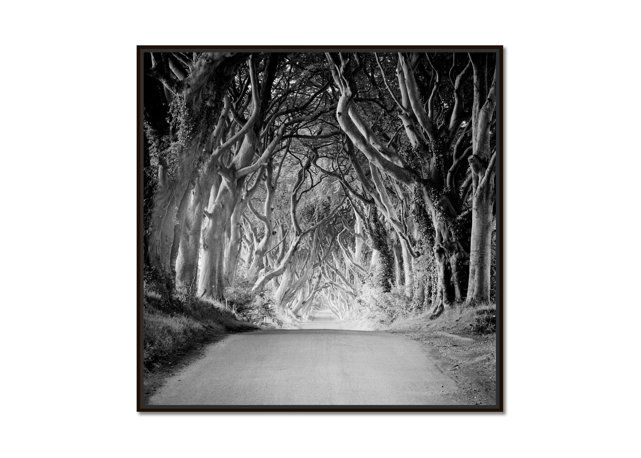 Dunkle Hecken, Irland, Buchenbaum-Avenue, Schwarz-Weiß-Landschaftsfotografie – Photograph von Gerald Berghammer
