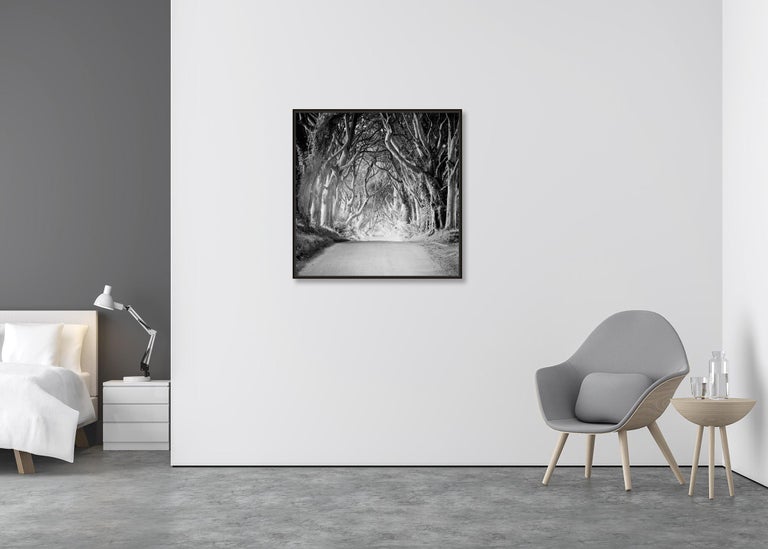 Dark Hedges, Ireland, beech tree avenue, black and white photography, landscape - Contemporary Photograph by Gerald Berghammer