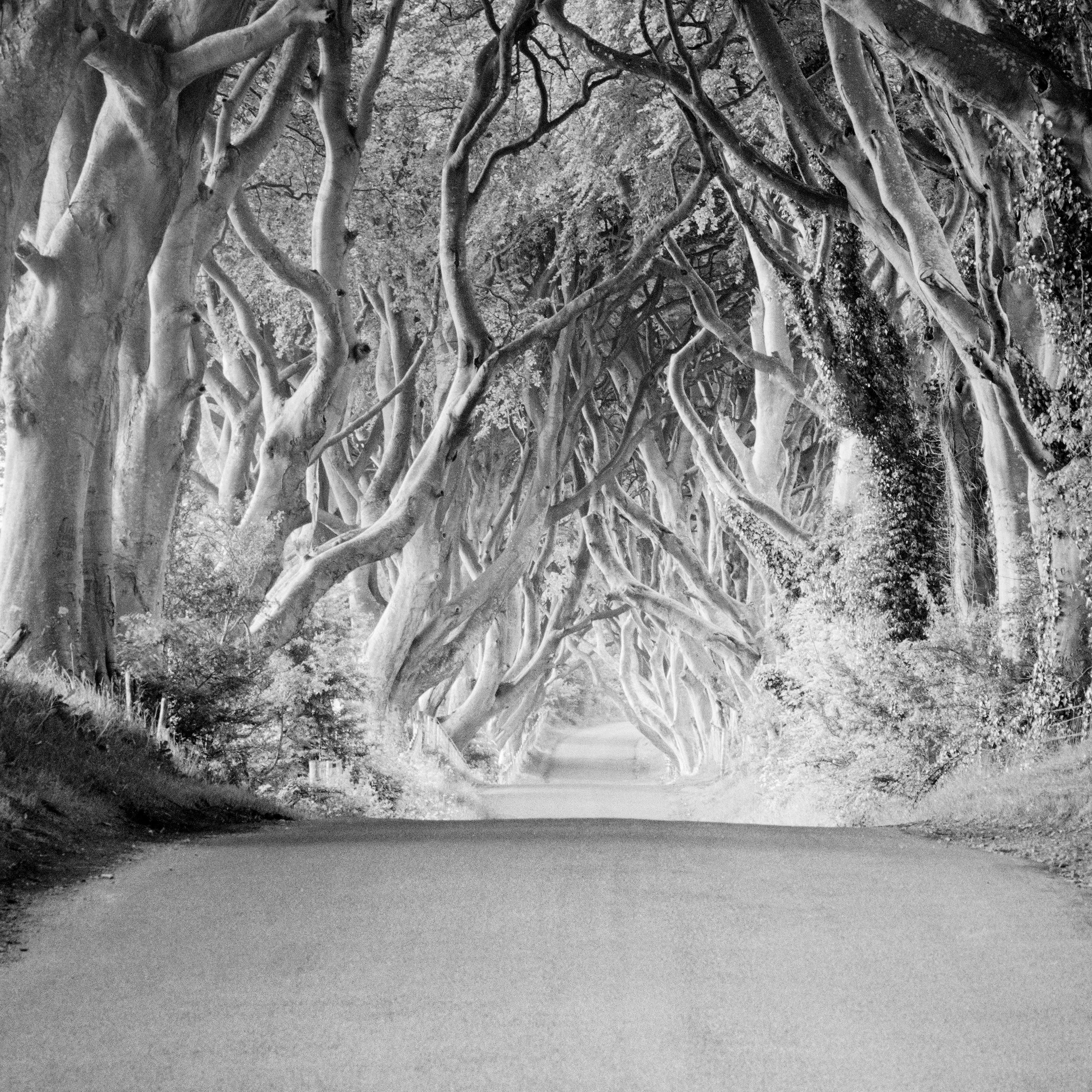 Dunkle Hecken, Irland, Buchenbaum-Avenue, Schwarz-Weiß-Landschaftsfotografie im Angebot 3