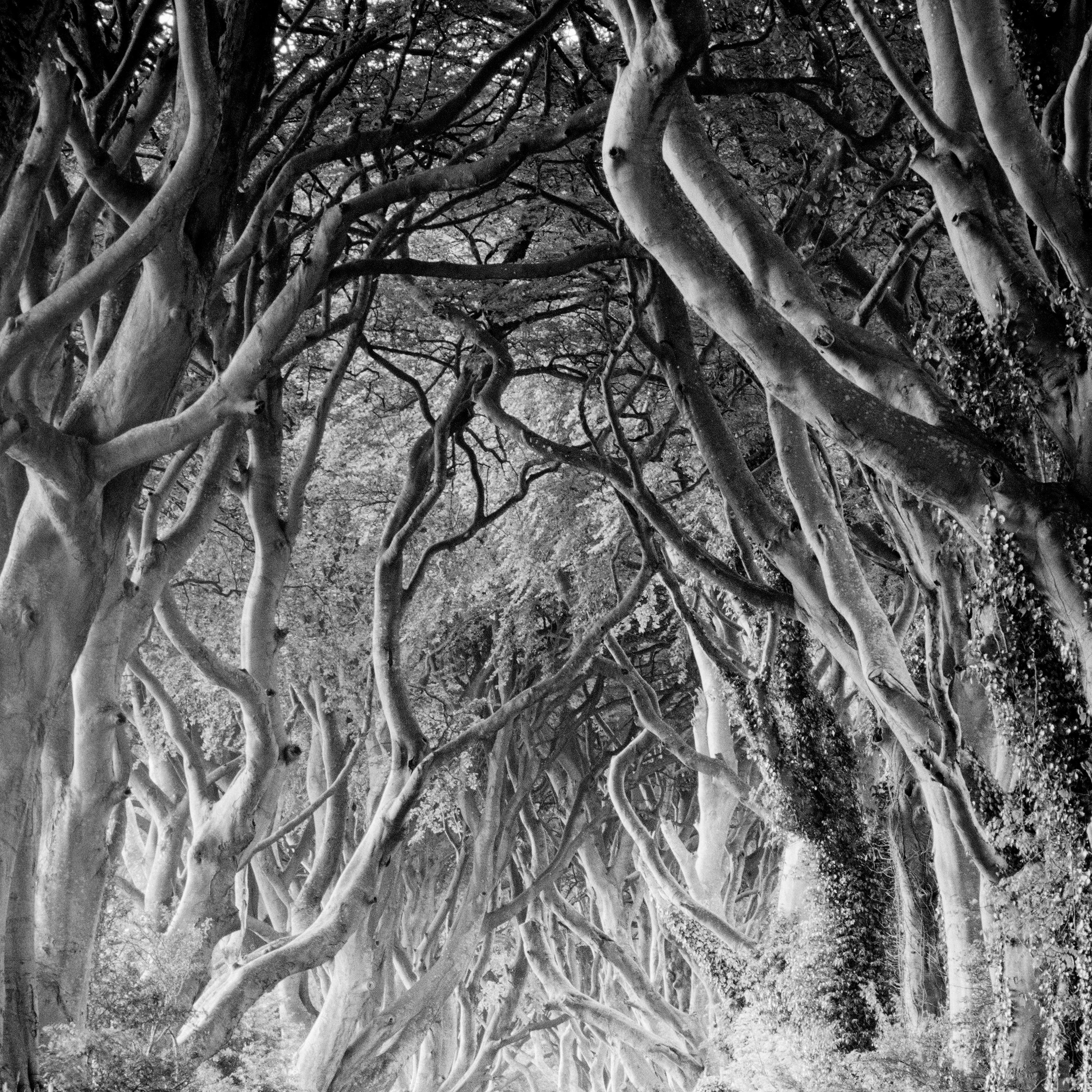 Dark Hedges, Ireland, beech tree avenue, black and white landscape photography 1
