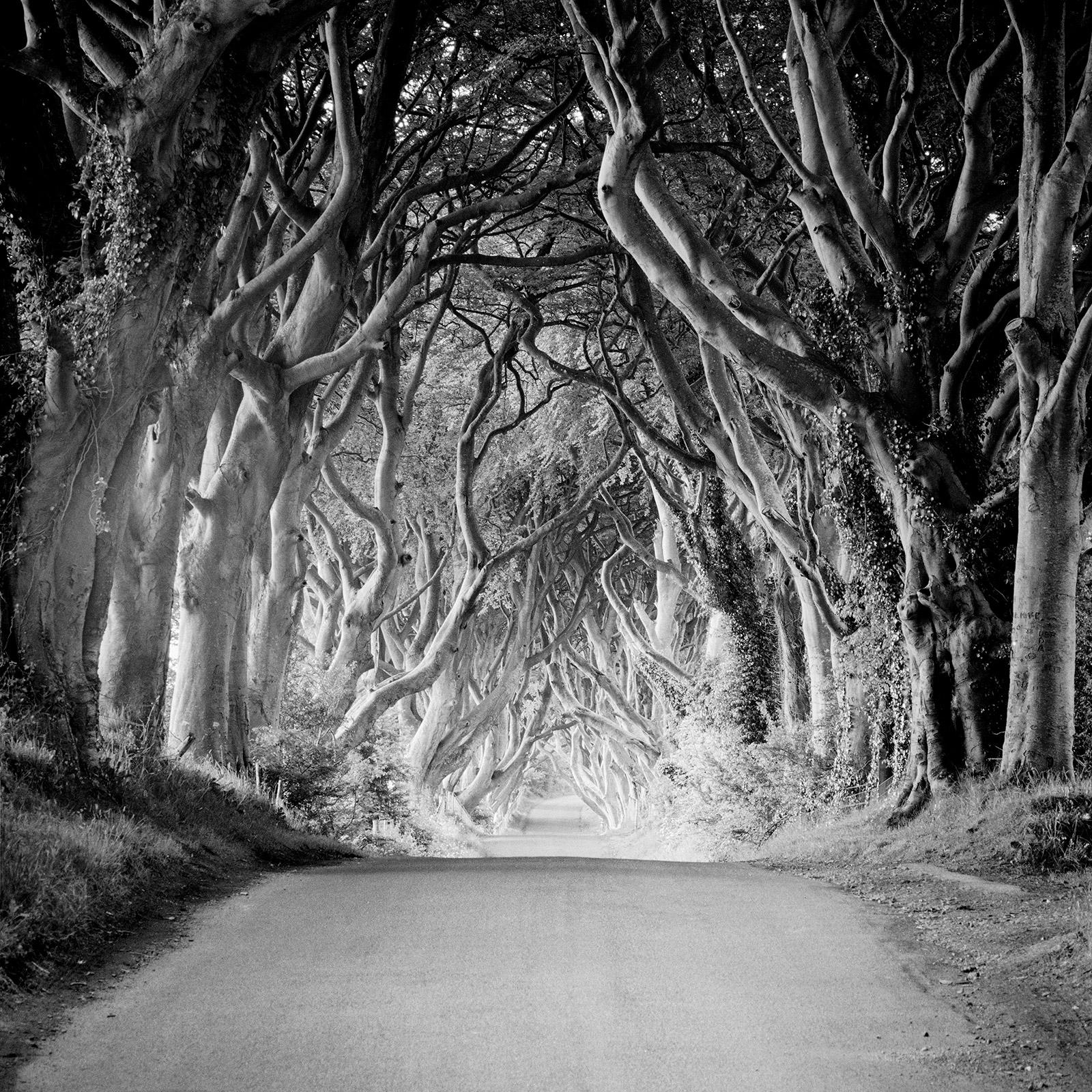 Gerald Berghammer Black and White Photograph – Dunkle Hecken, Irland, Buchenbaum-Avenue, Schwarz-Weiß-Landschaftsfotografie