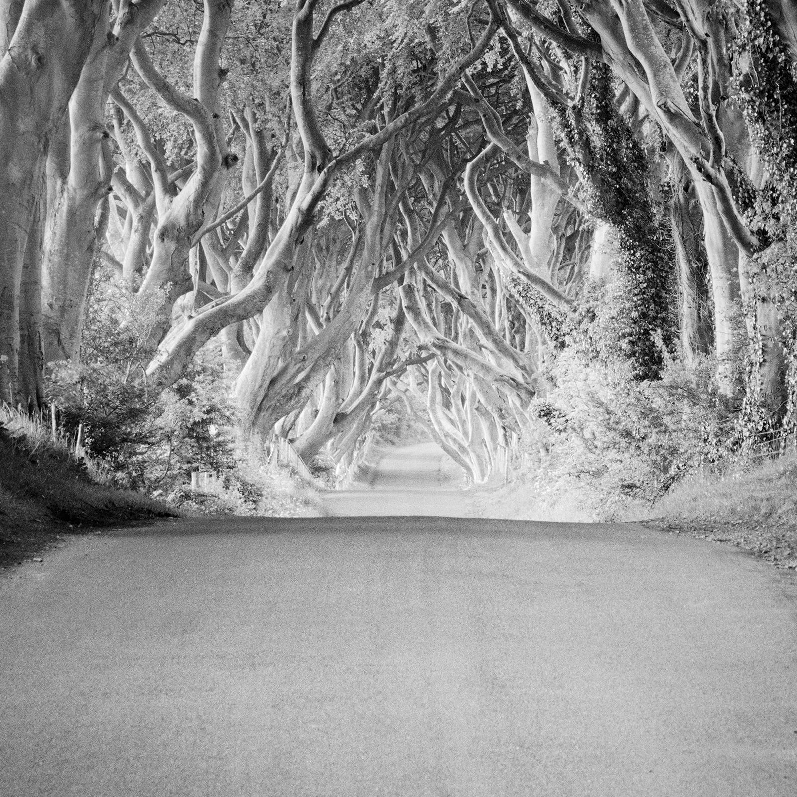Dunkle Hecken, Irland, Baumallee, Monochrome, Foto in limitierter Auflage, 40x40cm im Angebot 5