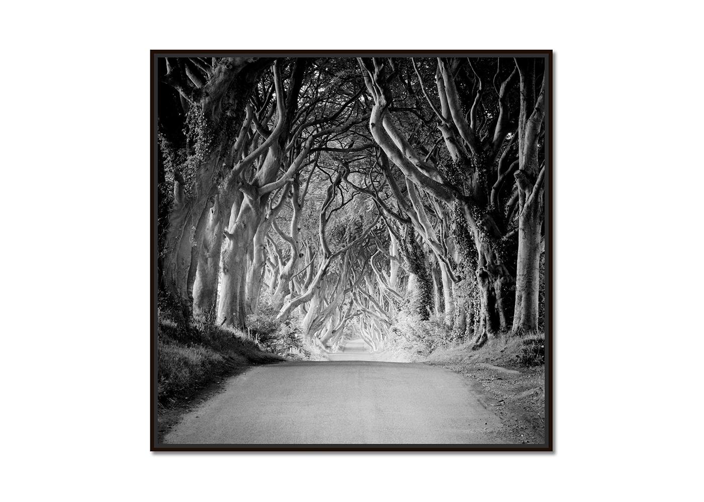 Dunkle Hecken, Irland, Baumallee, Monochrome, Foto in limitierter Auflage, 40x40cm – Photograph von Gerald Berghammer