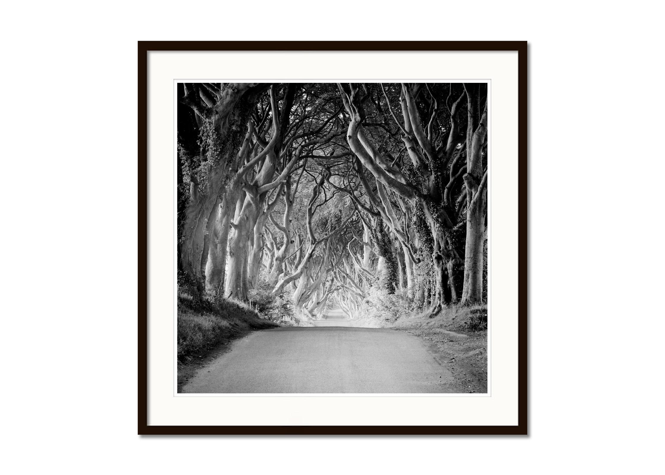 Black and white fine art minimalist landscape photography. The dark hedges, mystical avenue of trees in north Ireland. Archival pigment ink print, edition of 9. Signed, titled, dated and numbered by artist. Certificate of authenticity included.