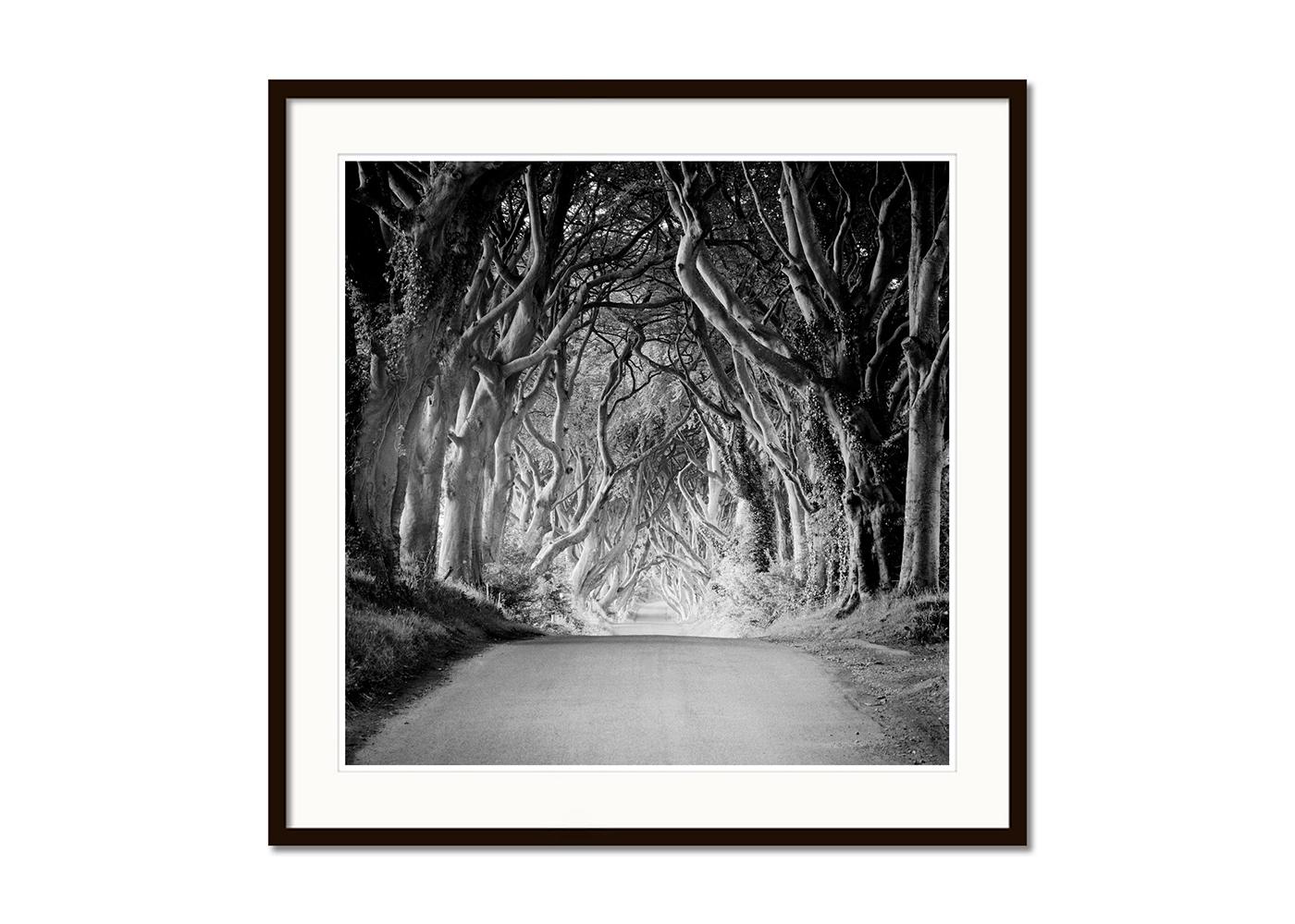 Dunkle Hecken, Irland, Baumallee, Monochrome, Foto in limitierter Auflage, 40x40cm (Schwarz), Landscape Photograph, von Gerald Berghammer