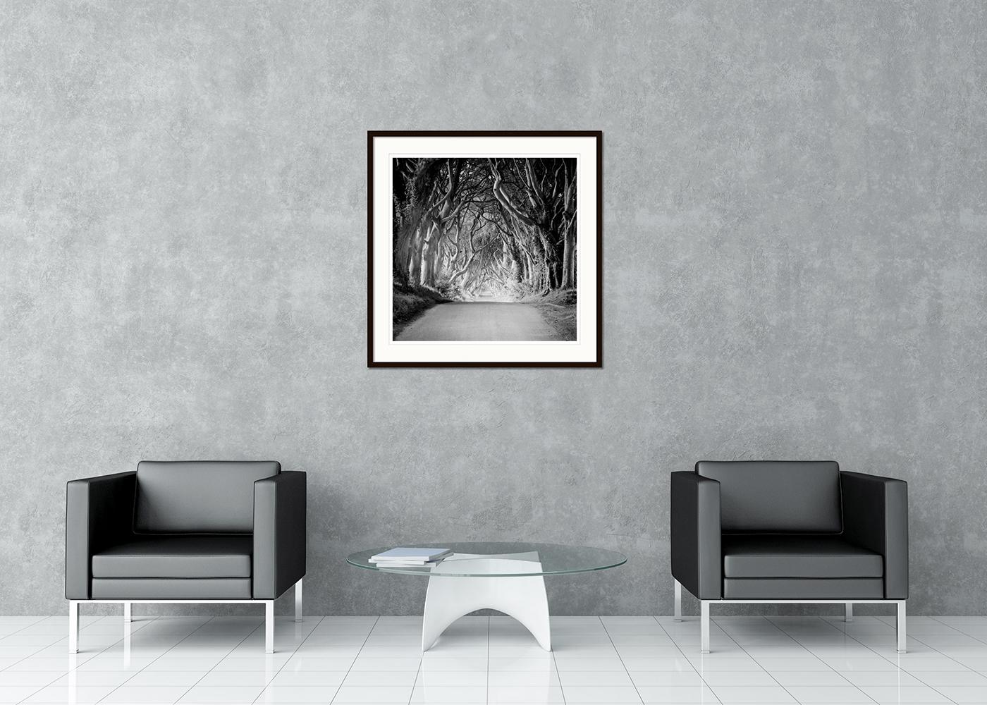 Minimalistische Landschaftsfotografie in Schwarz-Weiß-Kunst. Die dunklen Hecken, mystische Baumalleen in Nordirland. Pigmenttintendruck, Auflage 9, signiert, betitelt, datiert und nummeriert vom Künstler. Mit Echtheitszertifikat. Bedruckt mit einem