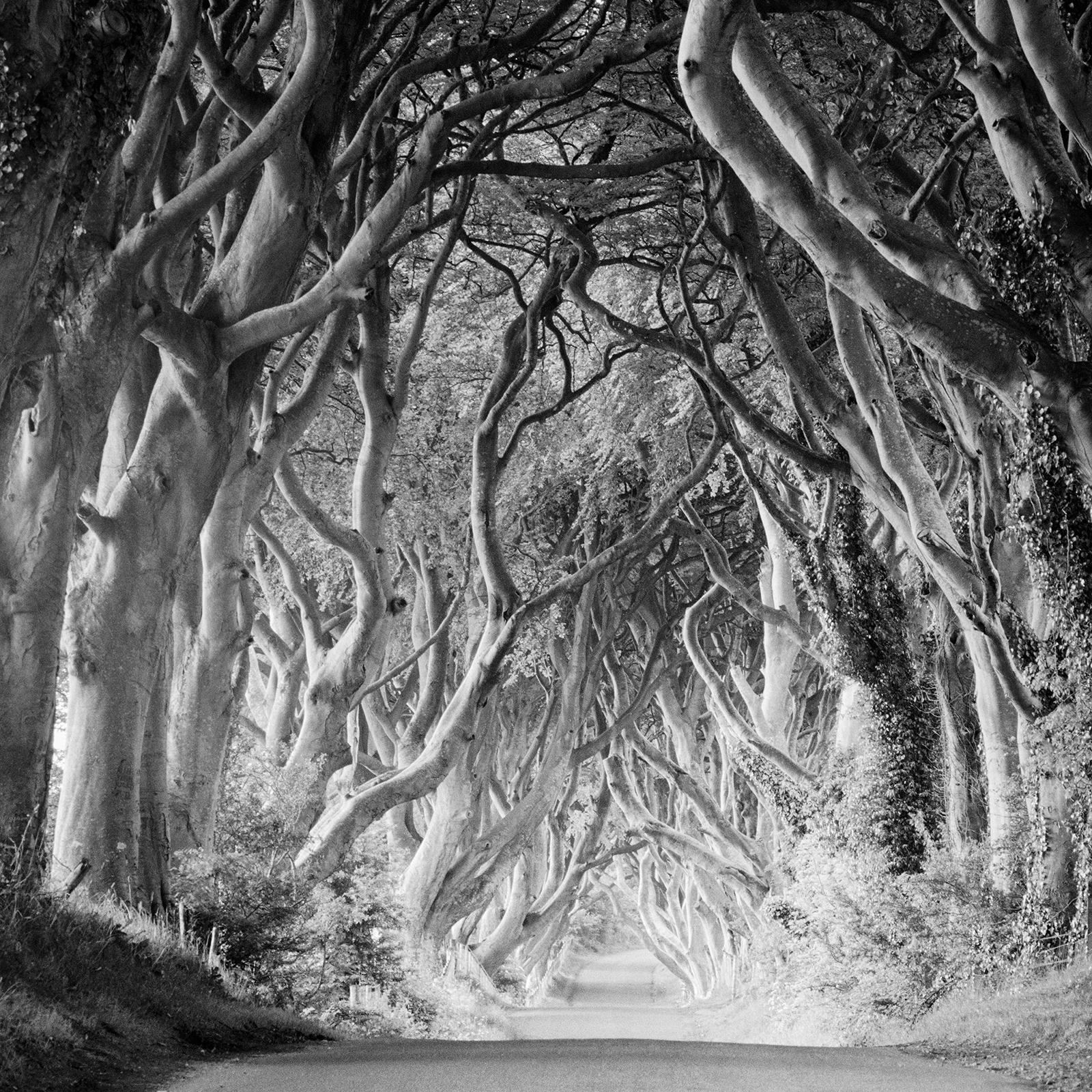 Dunkle Hecken, Irland, Baumallee, Monochrome, Foto in limitierter Auflage, 40x40cm im Angebot 3