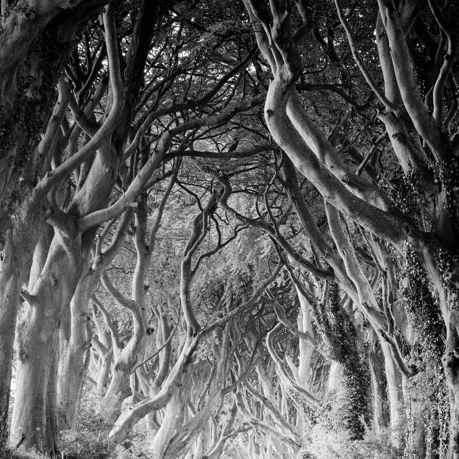 Dunkle Hecken, Irland, Baumallee, Monochrome, Foto in limitierter Auflage, 40x40cm im Angebot 4