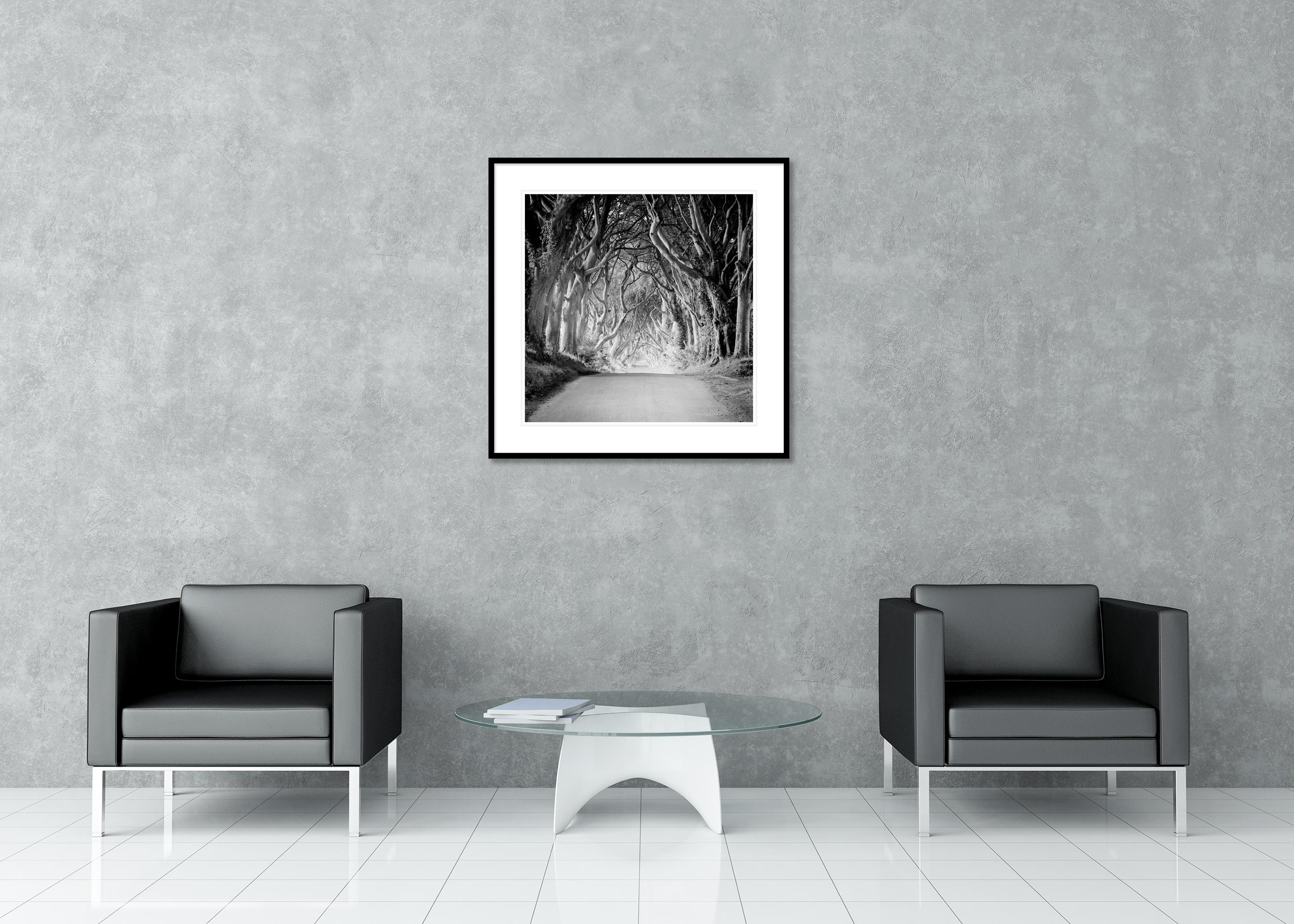 Hedges foncé, Irlande, Tree Avenue, Monochrome, photo en édition limitée, 40 x 40 cm en vente 6