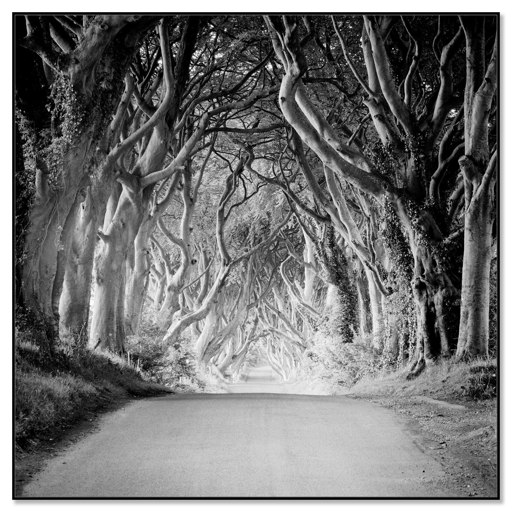 Hedges foncé, Irlande, Tree Avenue, Monochrome, photo en édition limitée, 40 x 40 cm - Contemporain Photograph par Gerald Berghammer