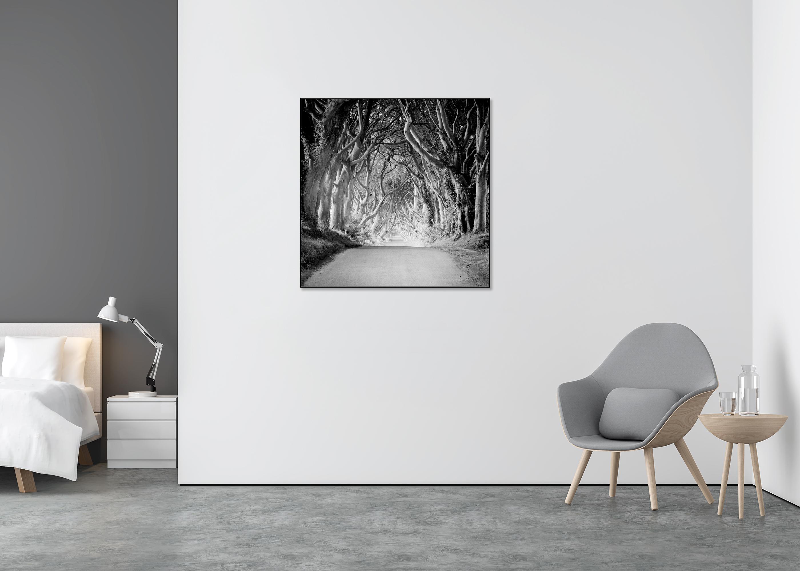 Hedges foncé, Irlande, Tree Avenue, Monochrome, photo en édition limitée, 40 x 40 cm - Noir Landscape Photograph par Gerald Berghammer