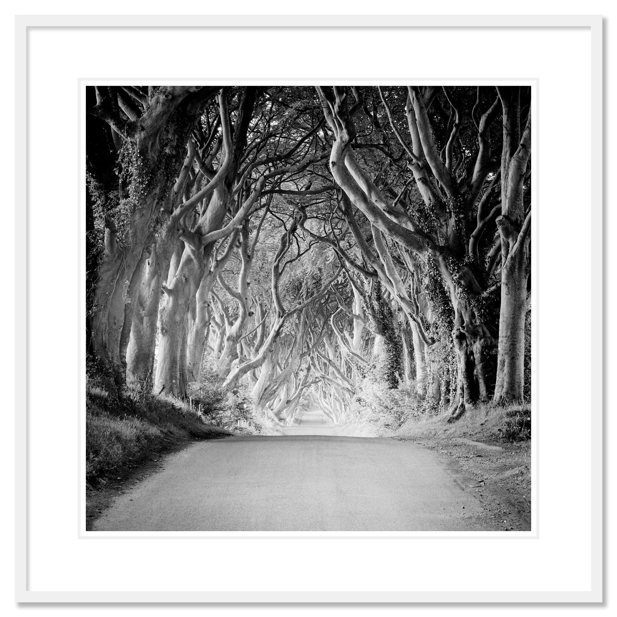 Photographie de paysage minimaliste en noir et blanc. Les haies sombres, avenue mystique d'arbres en Irlande du Nord. Épreuve à l'encre pigmentaire d'archives, édition de 9 exemplaires. Signée, titrée, datée et numérotée par l'artiste. Certificat