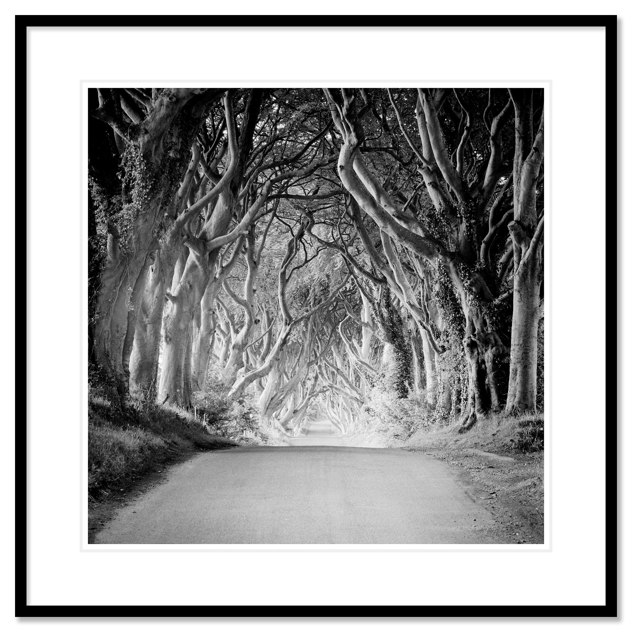 Hedges foncé, Irlande, Tree Avenue, Monochrome, photo en édition limitée, 40 x 40 cm en vente 1