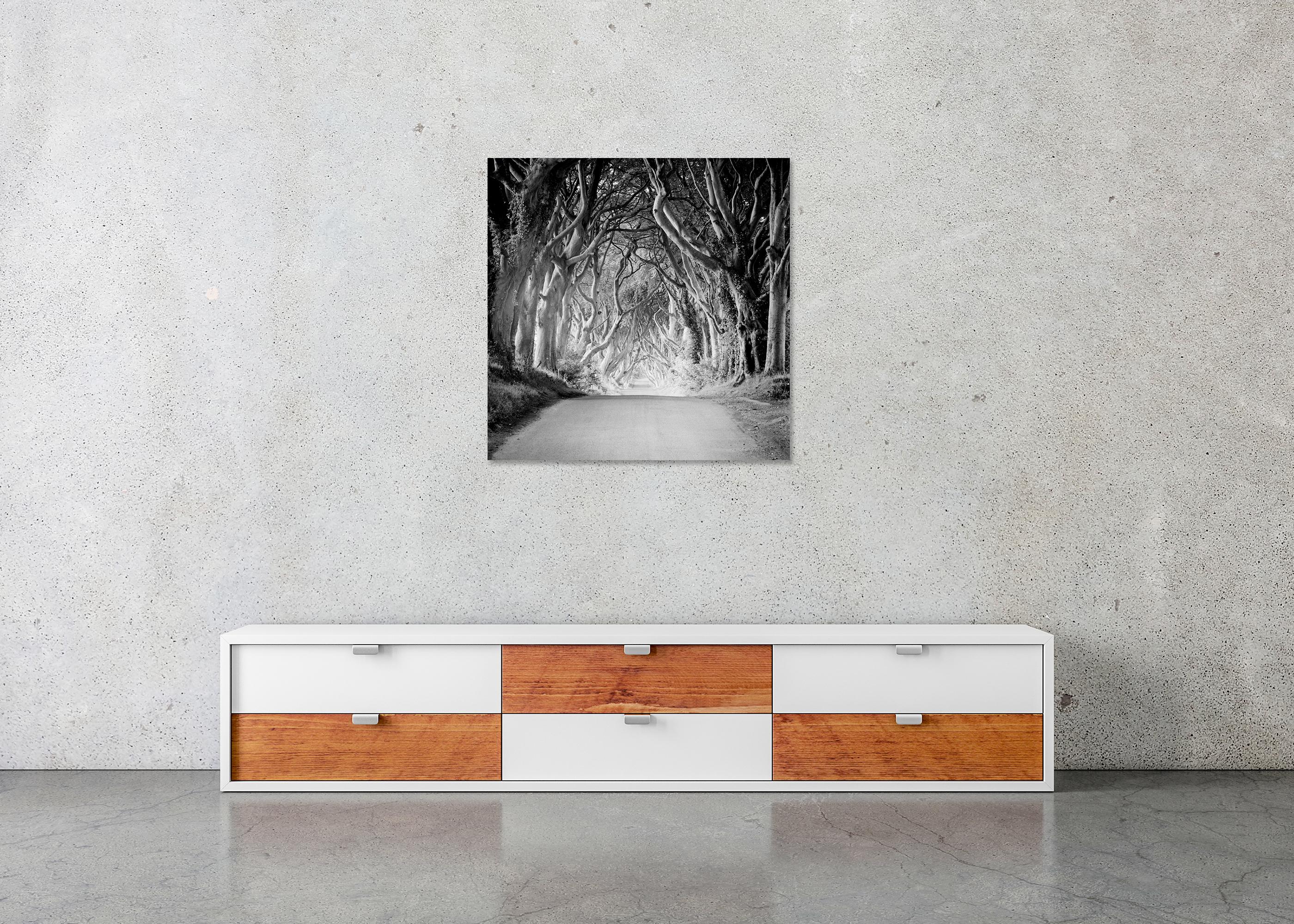 Hedges foncé, Irlande, Tree Avenue, Monochrome, photo en édition limitée, 40 x 40 cm en vente 4