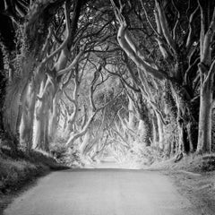 Setos Oscuros, Irlanda, Avenida de los Árboles, Monocromo, Fotografía de Edición Limitada, 40x40cm