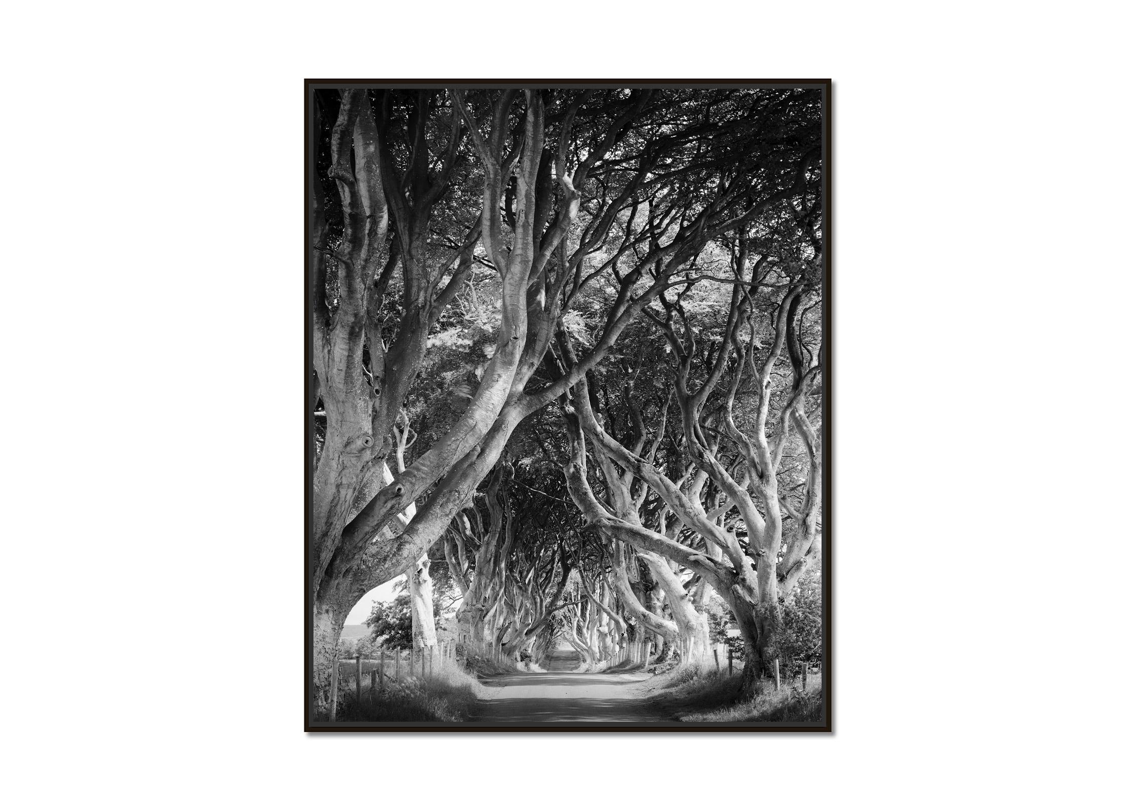 Dark Hedges, tree avenue, mystical forest, black & white landscape photography - Photograph by Gerald Berghammer