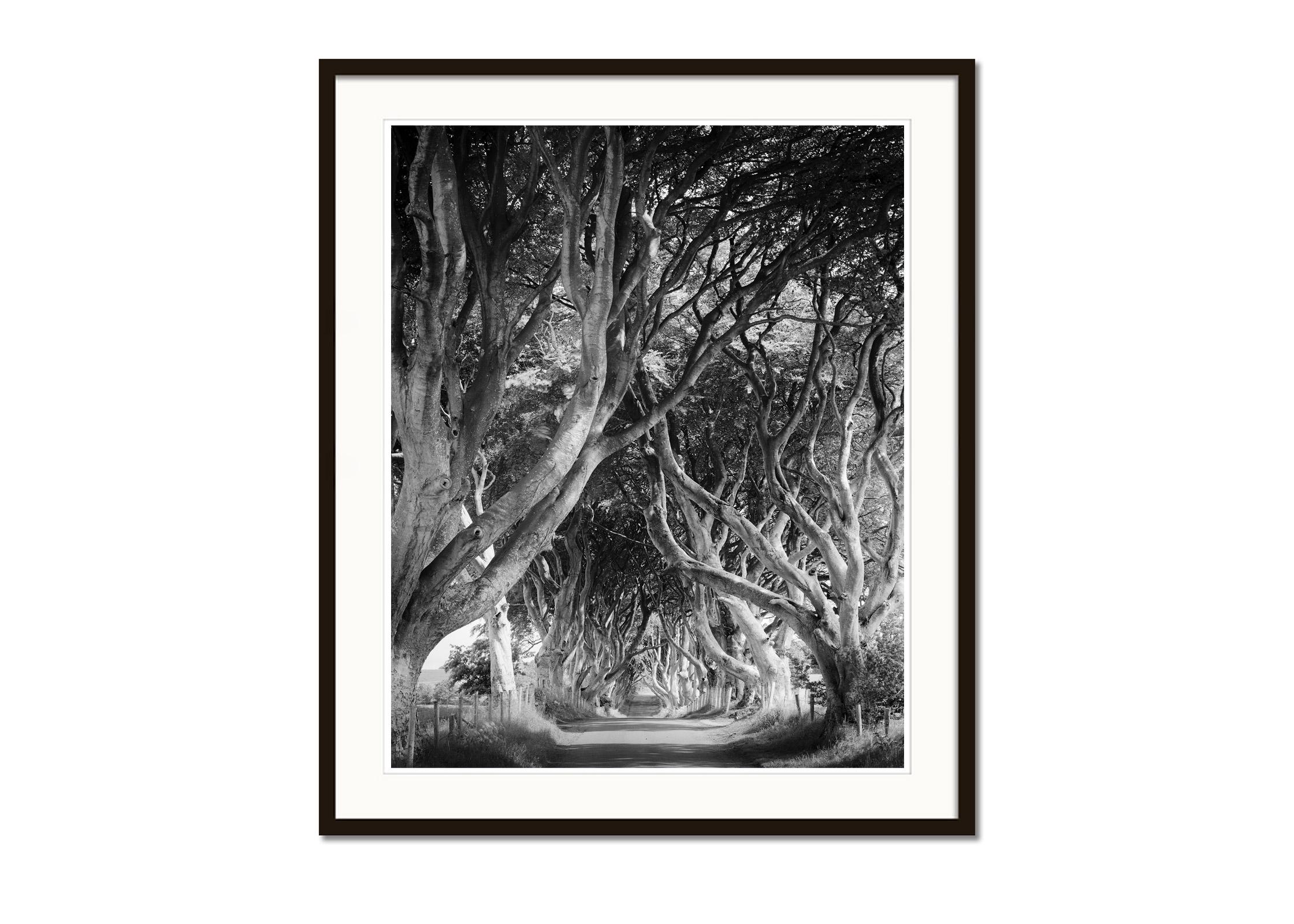 Dark Hedges, tree avenue, mystical forest, black & white landscape photography - Gray Black and White Photograph by Gerald Berghammer
