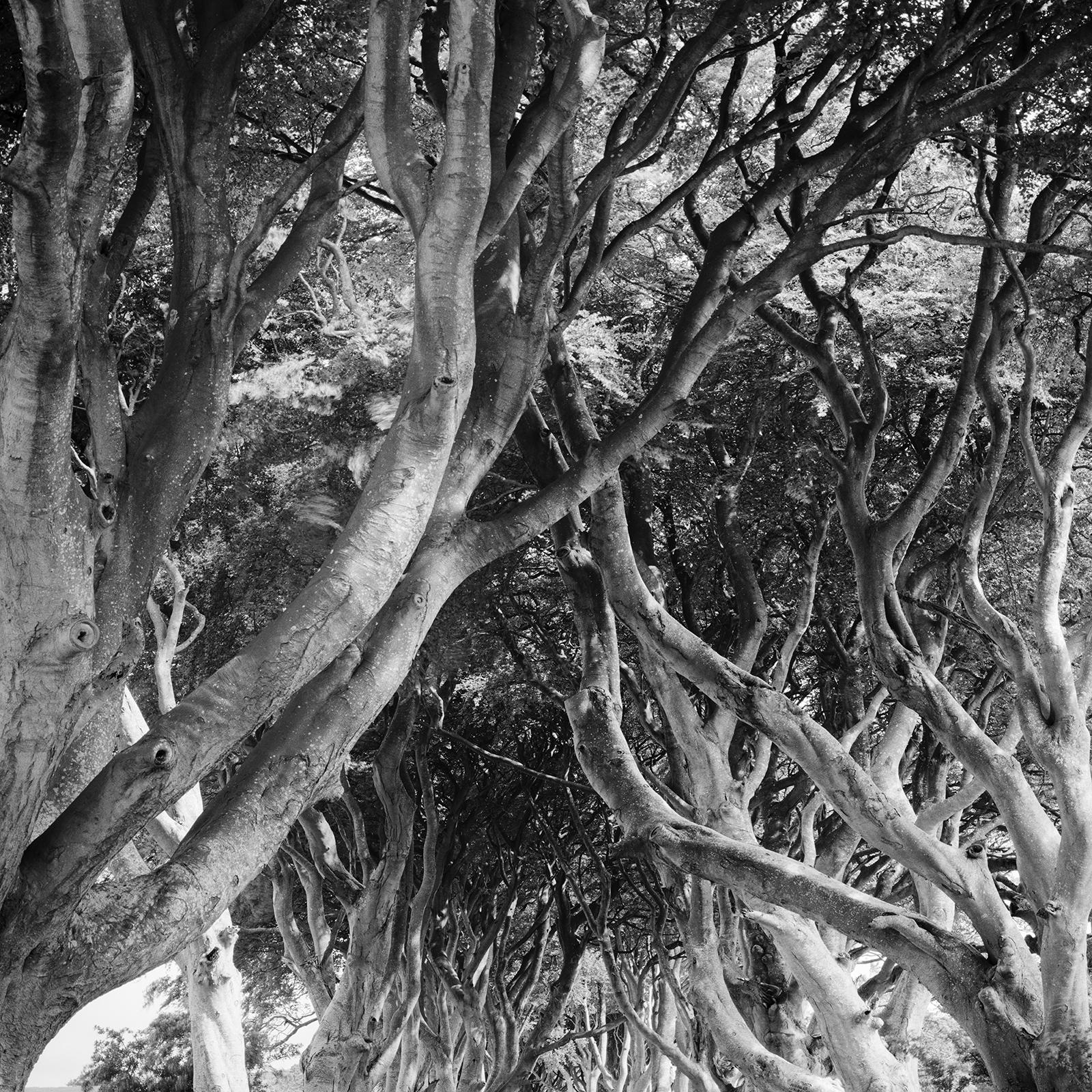 Dark Hedges, tree avenue, mystical forest, black & white landscape photography For Sale 4