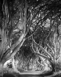 Dark Hedges, avenue d'arbres, forêt mystique, photographie de paysage en noir et blanc