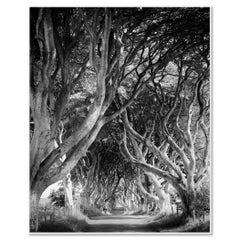 Dark Hedges, tree avenue, mystical forest, black & white photography, landscape