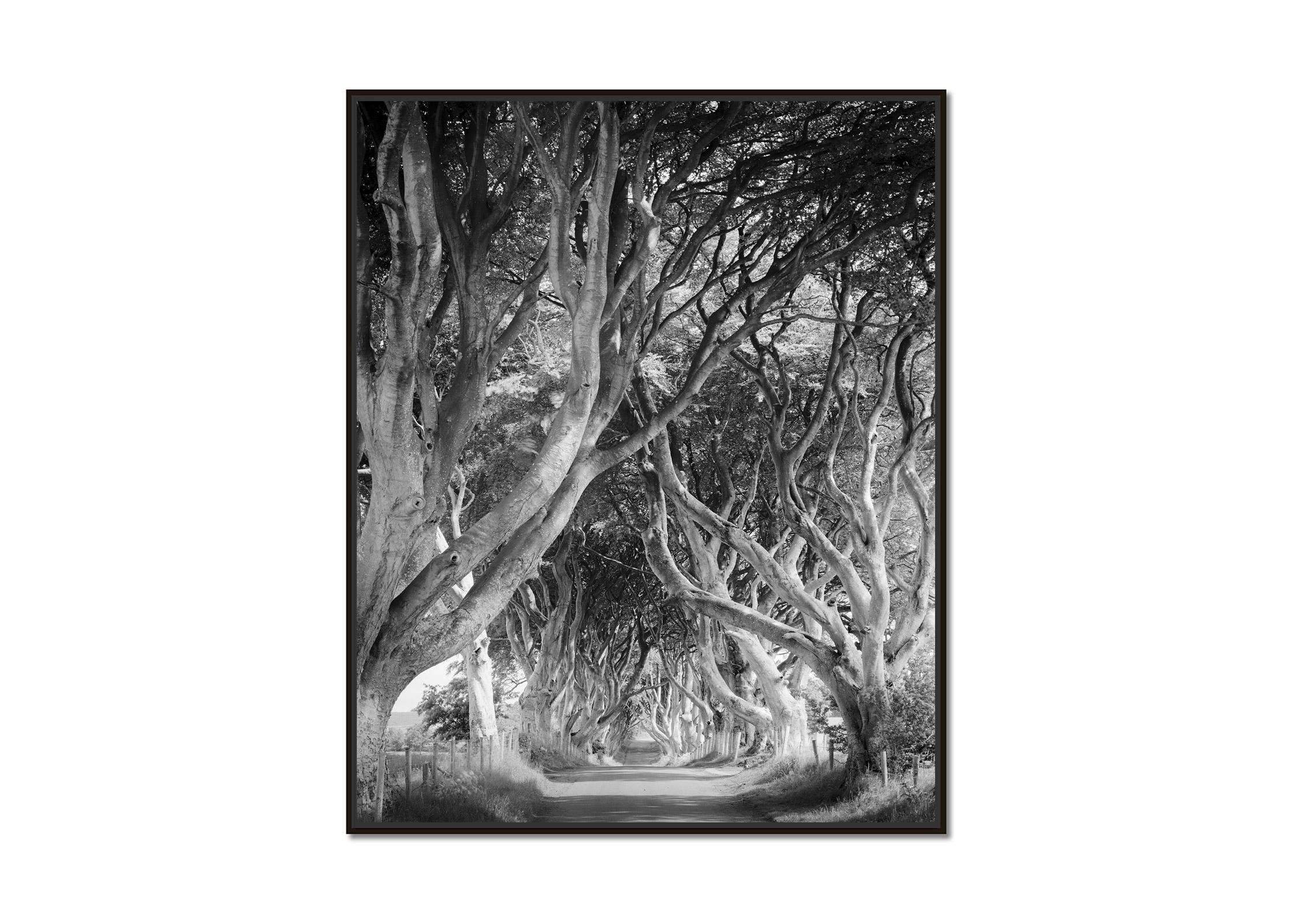Dark Hedges, tree avenue, mystical forest, black & white photography, landscape - Photograph by Gerald Berghammer