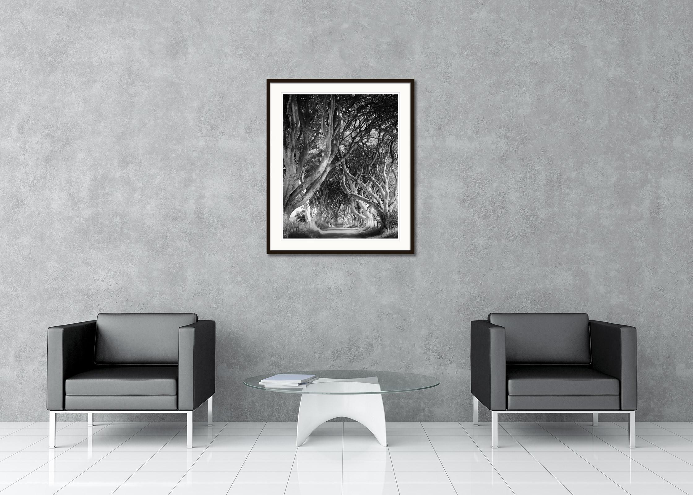 Fotografia paesaggistica in bianco e nero. Dark Hedges, un maestoso viale di faggi nell'Irlanda del Nord. Stampa a inchiostro pigmentato d'archivio, edizione di 5 esemplari. Firmato, intitolato, datato e numerato dall'artista. Certificato di