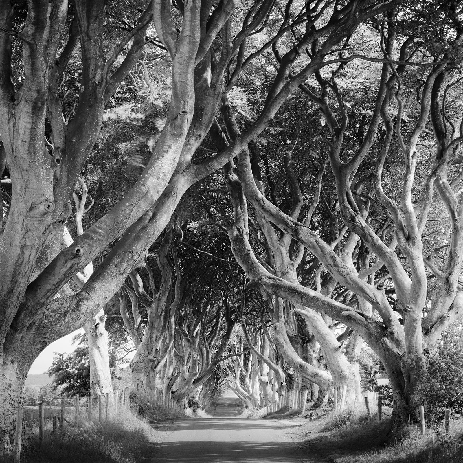 Siepi scure, viale alberato, foresta mistica, fotografia in bianco e nero, paesaggio in vendita 3