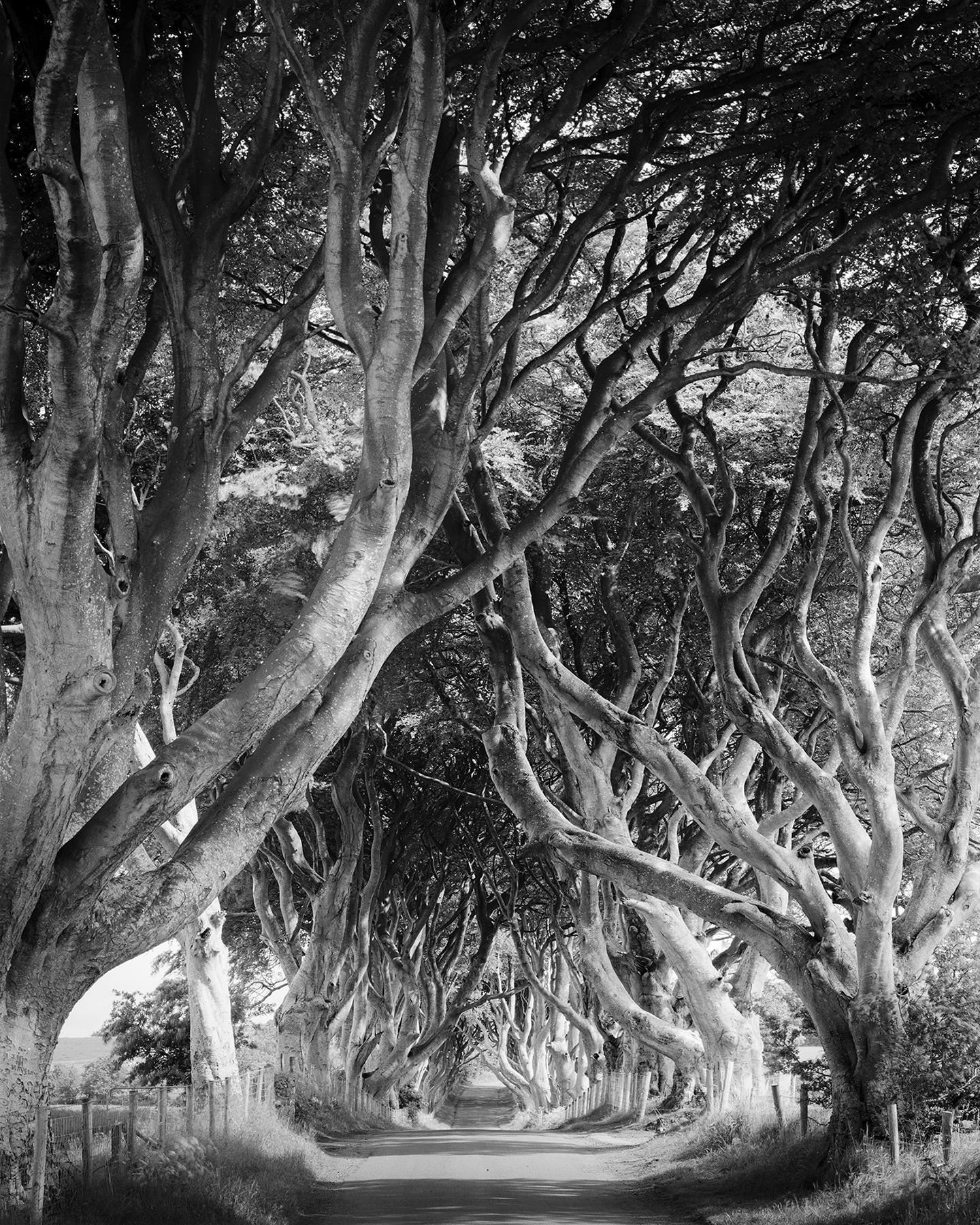 Gerald Berghammer Black and White Photograph - Dark Hedges, tree avenue, mystical forest, black & white photography, landscape